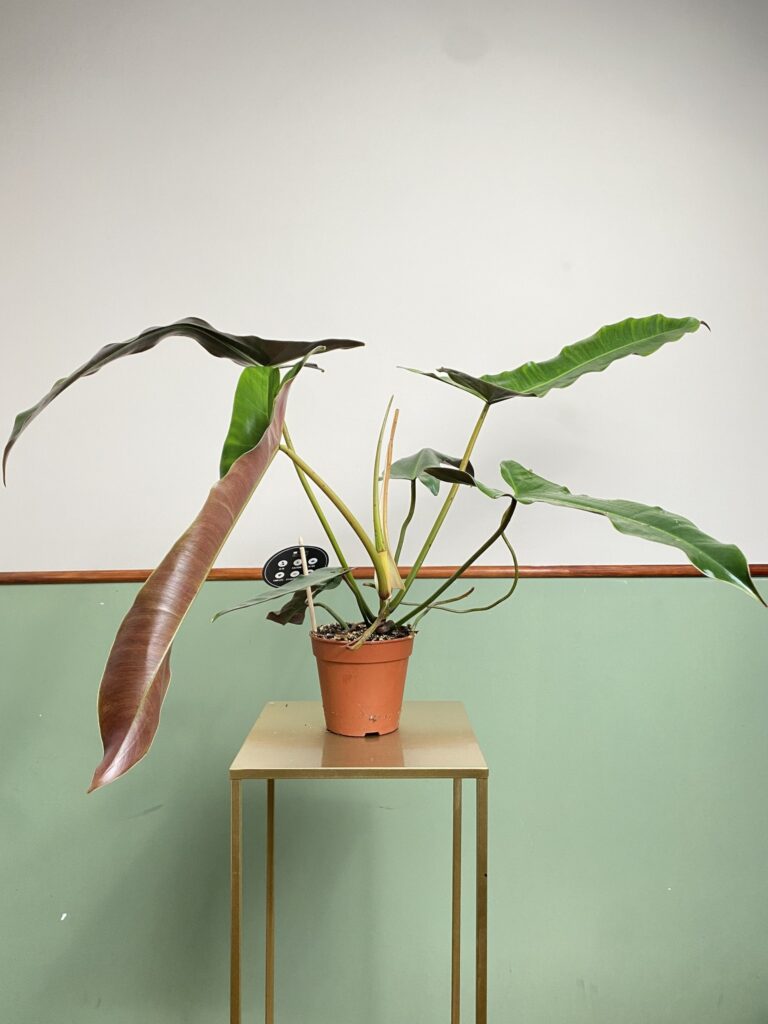 Philodendron Atabapoense (większy)
