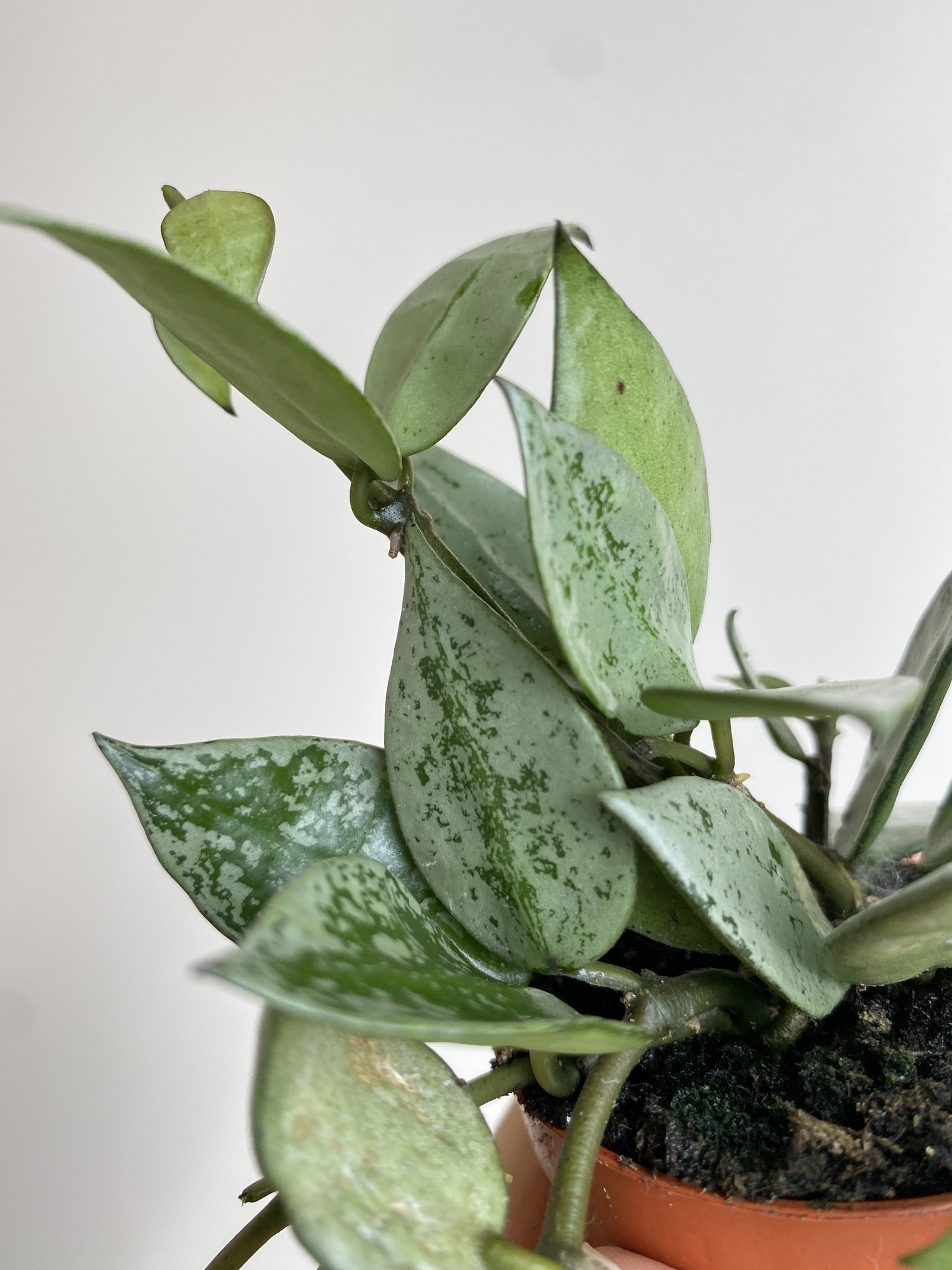 Hoya krohniana Eskimo