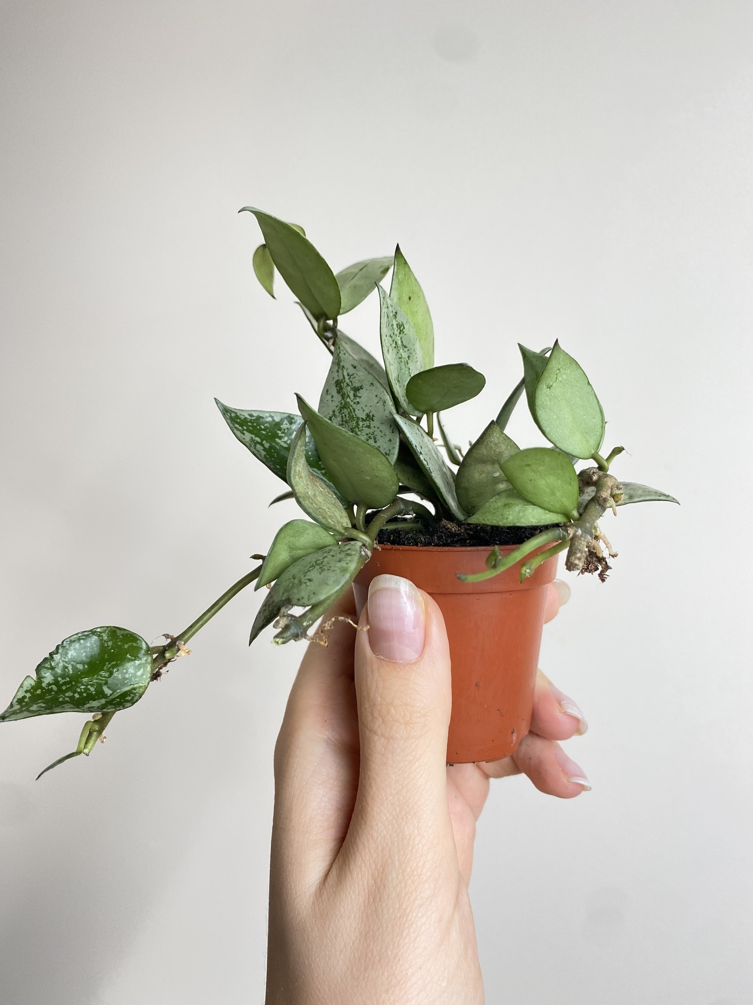 Hoya krohniana Eskimo