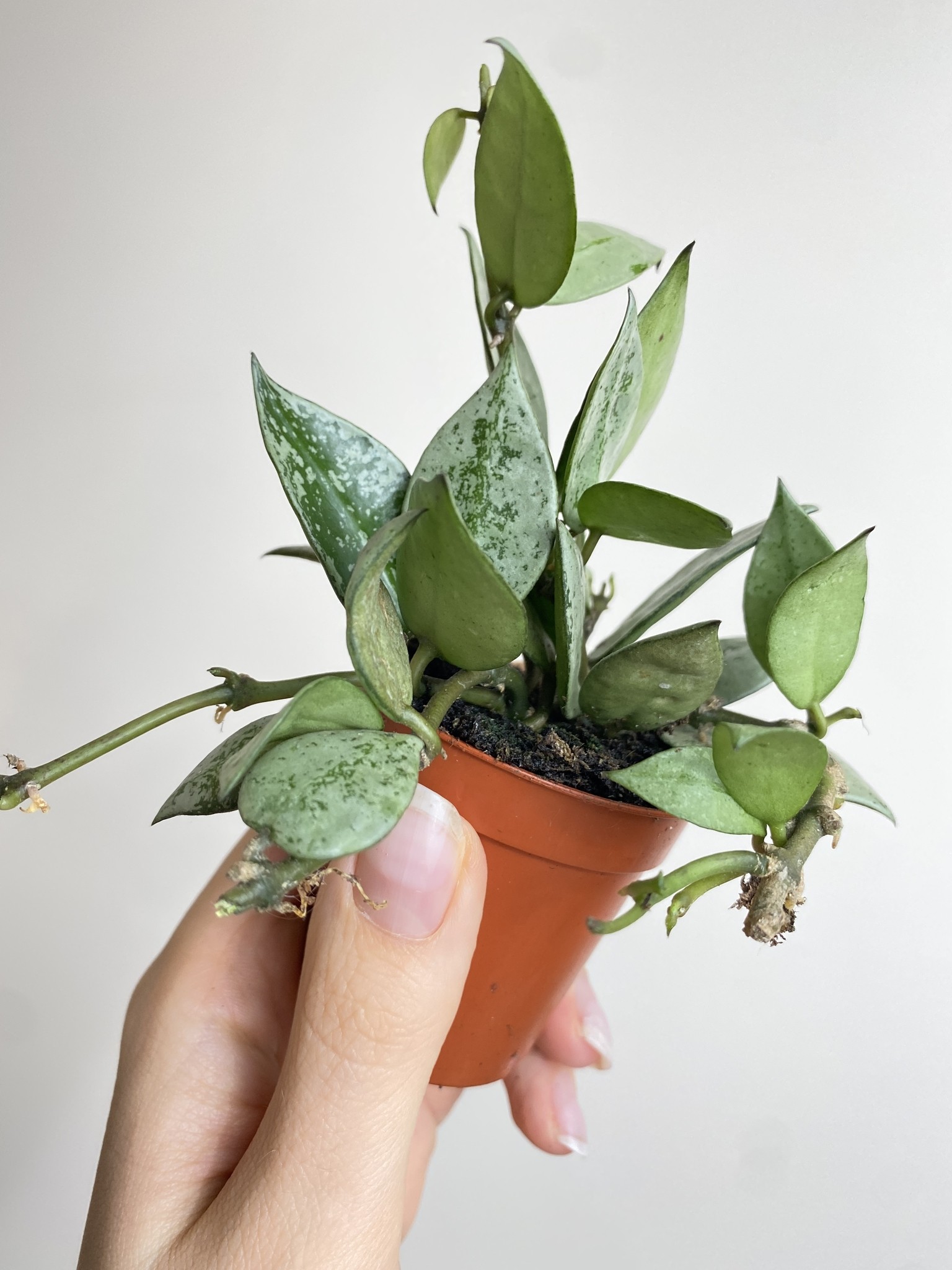 Hoya krohniana Eskimo