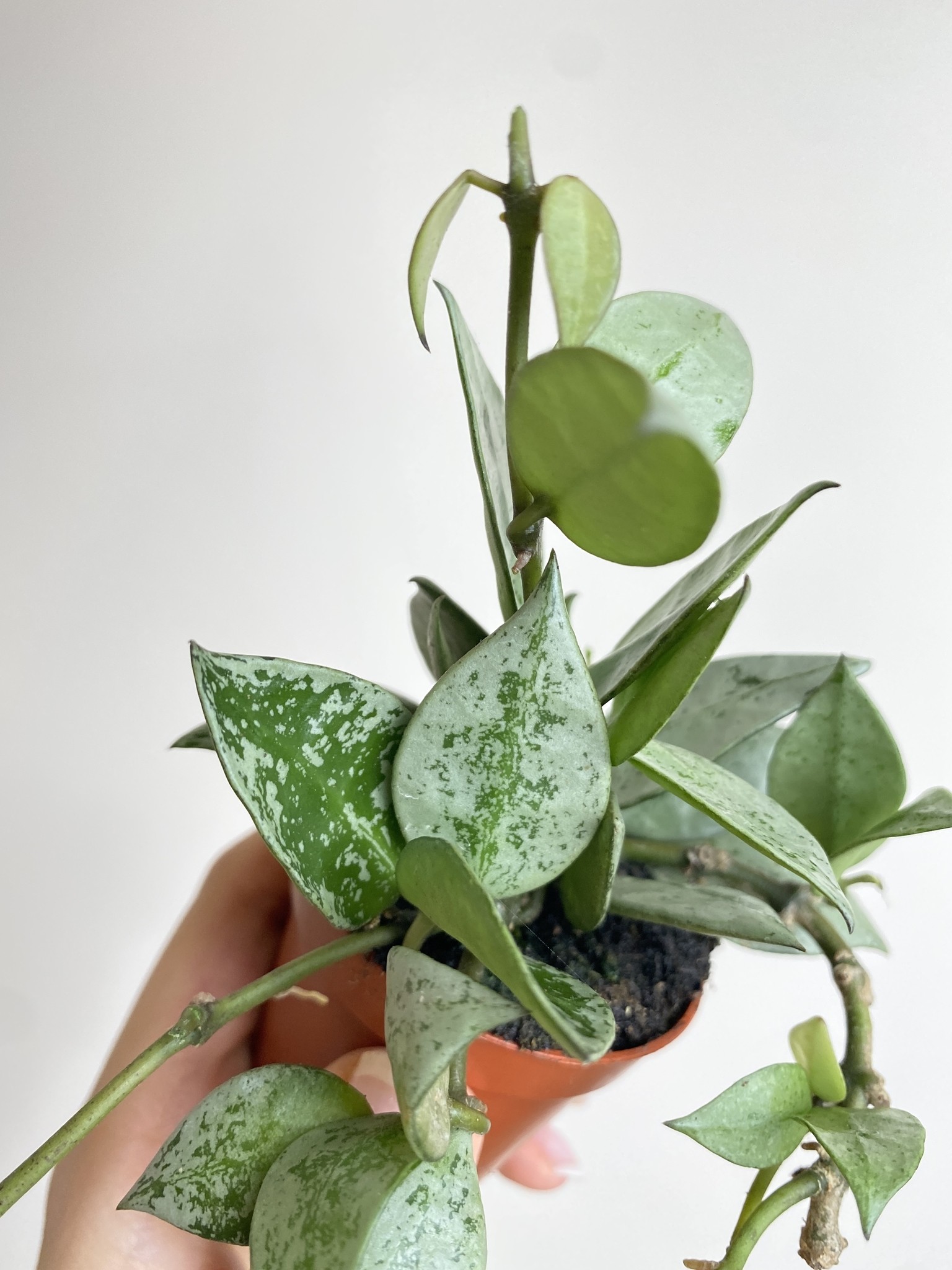 Hoya krohniana Eskimo