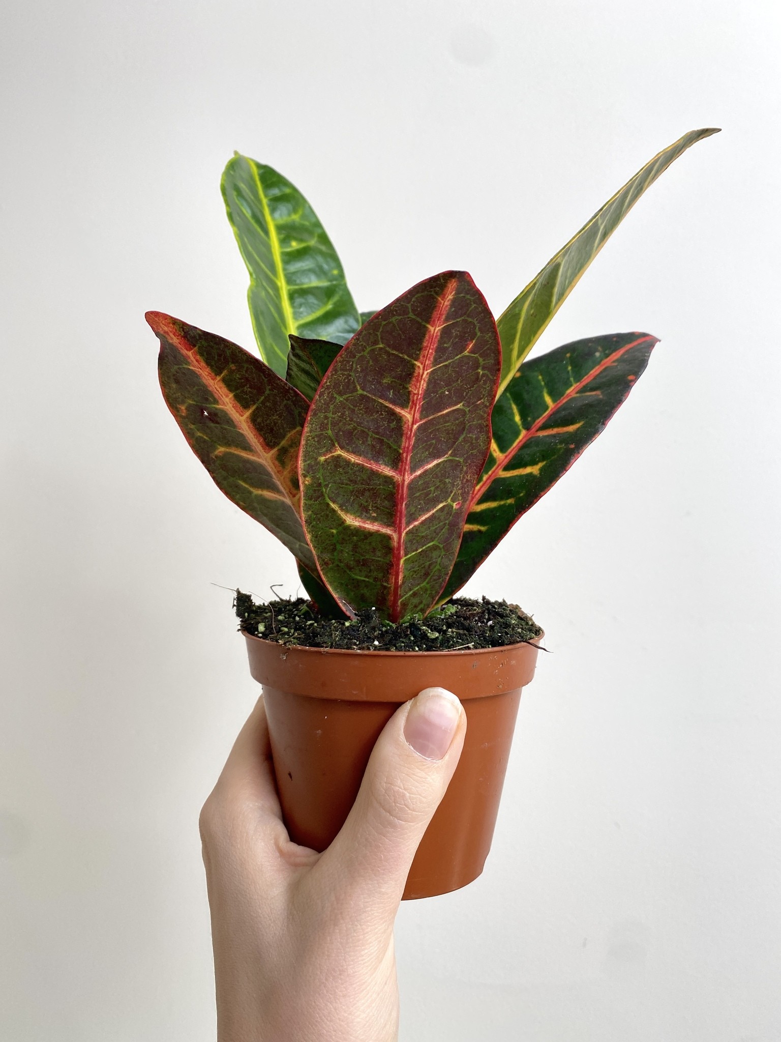 Kroton Codiaeum Petra (25cm)