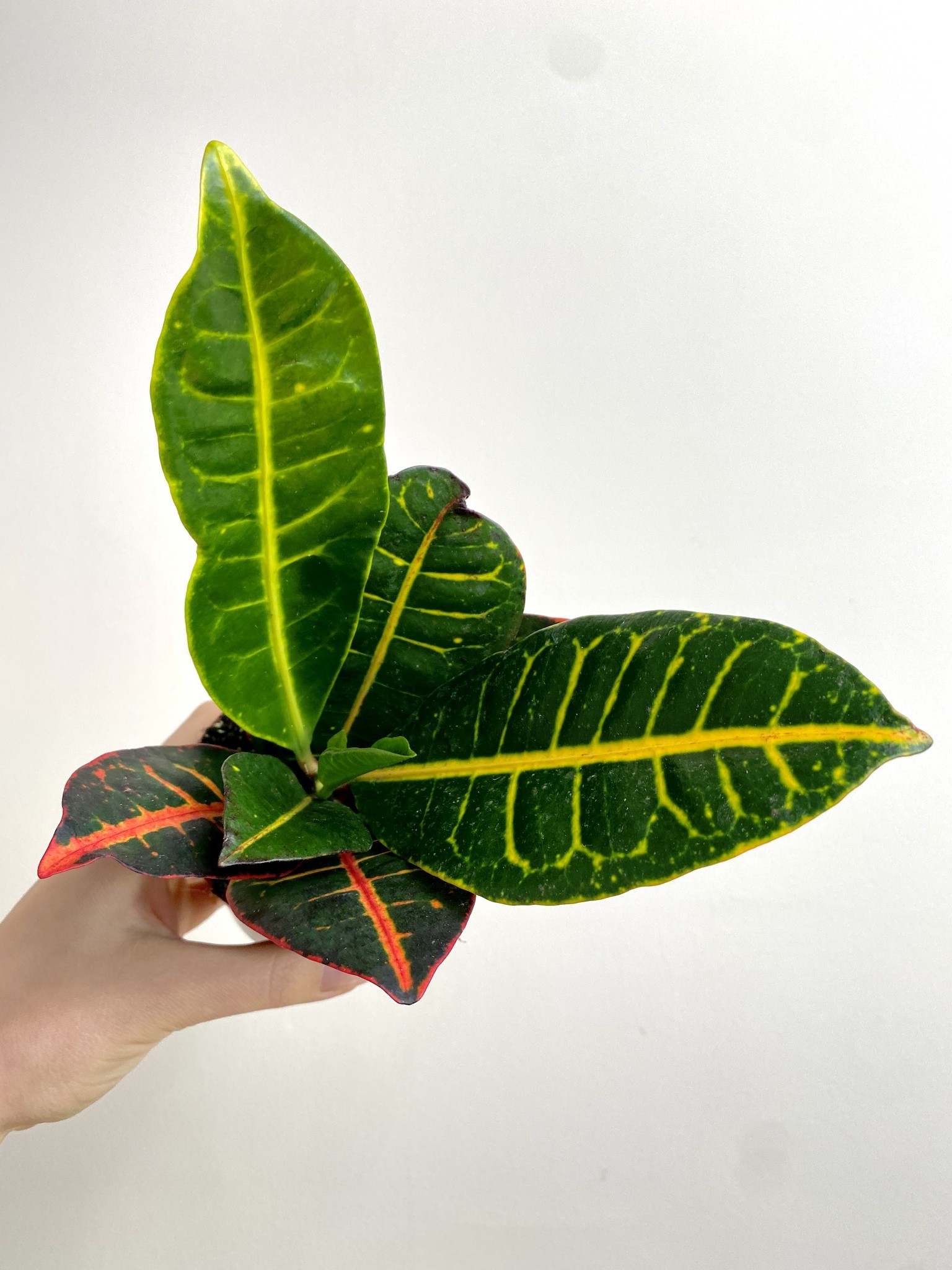 Kroton Codiaeum Petra (25cm)