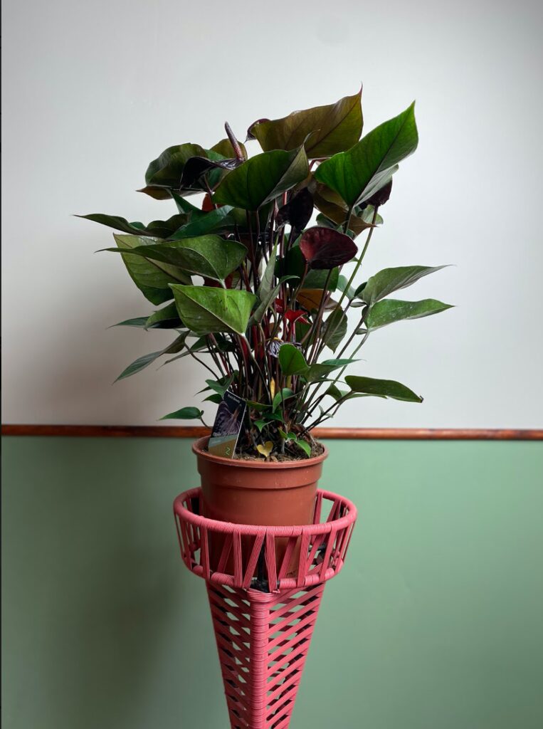 Anthurium Black Beauty
