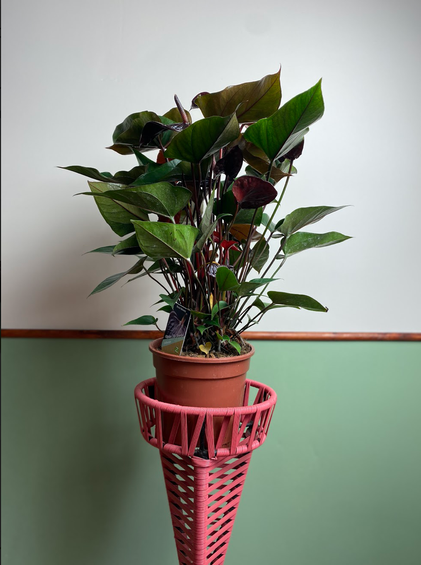 Anthurium Black Beauty