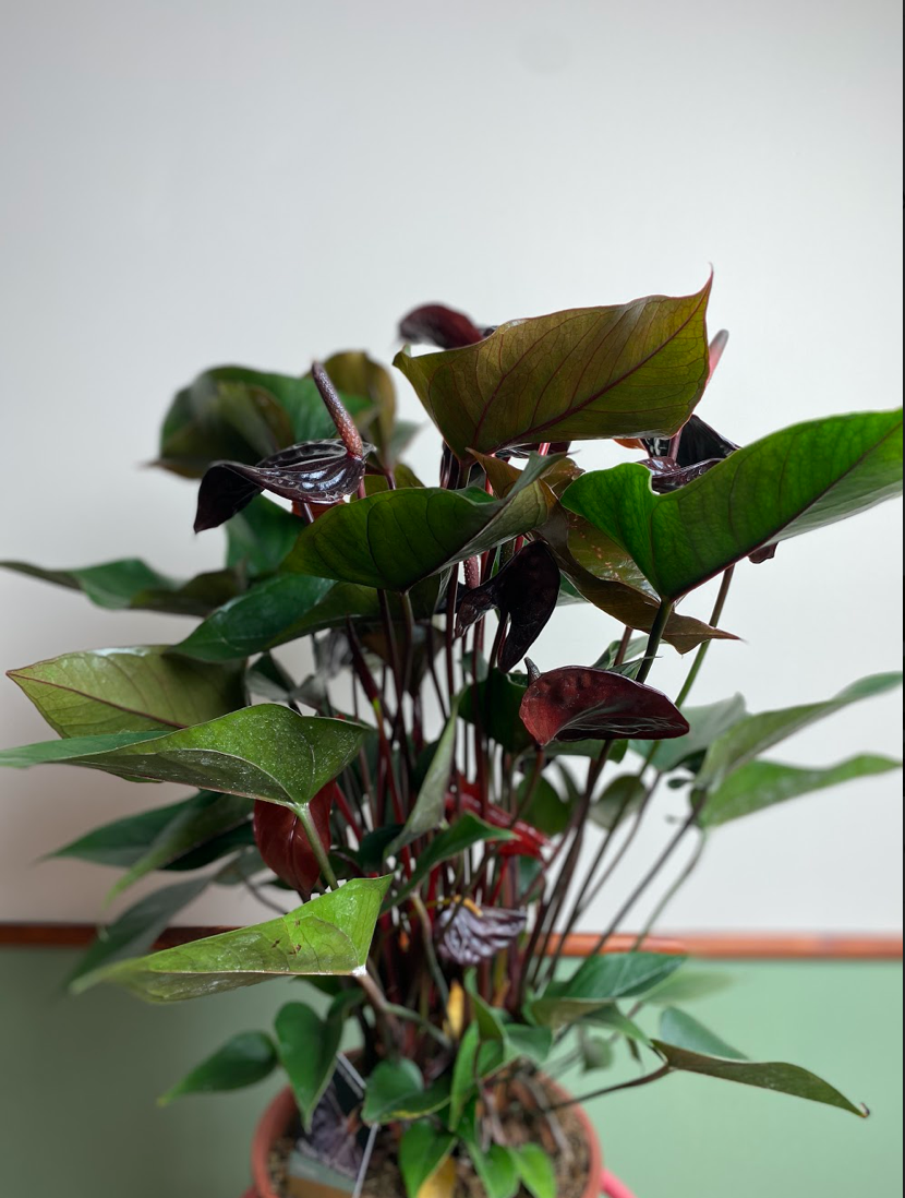 Anthurium Black Beauty
