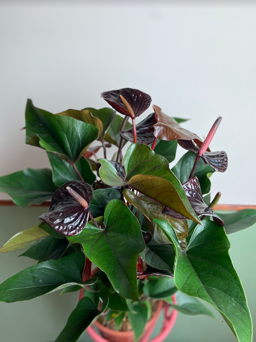 Anthurium Black Beauty