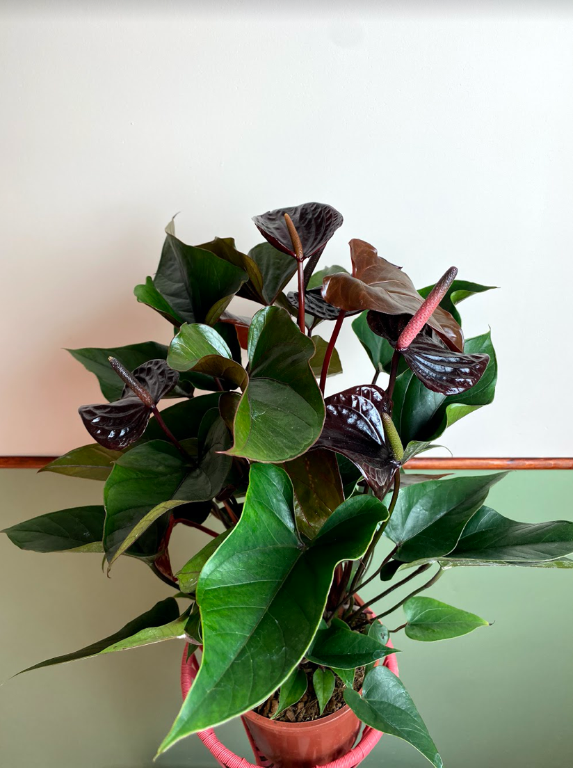 Anthurium Black Beauty