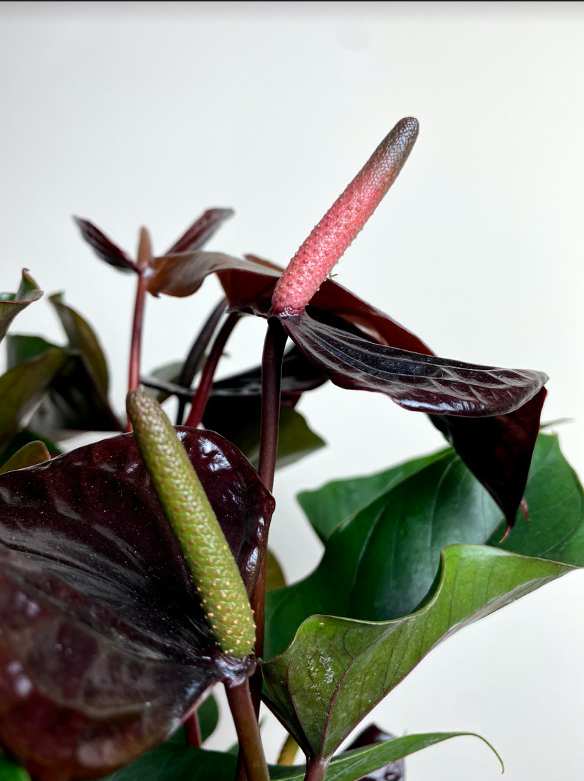 Anthurium Black Beauty