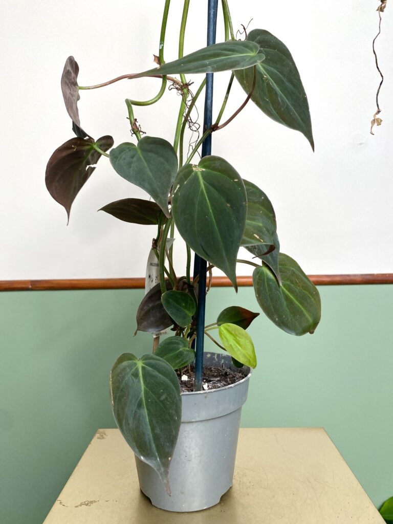 Philodendron Scandens Micans duży (kratka)