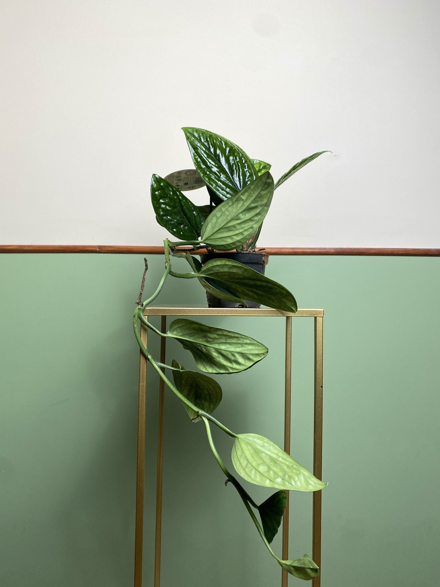 Monstera Sp. Peru