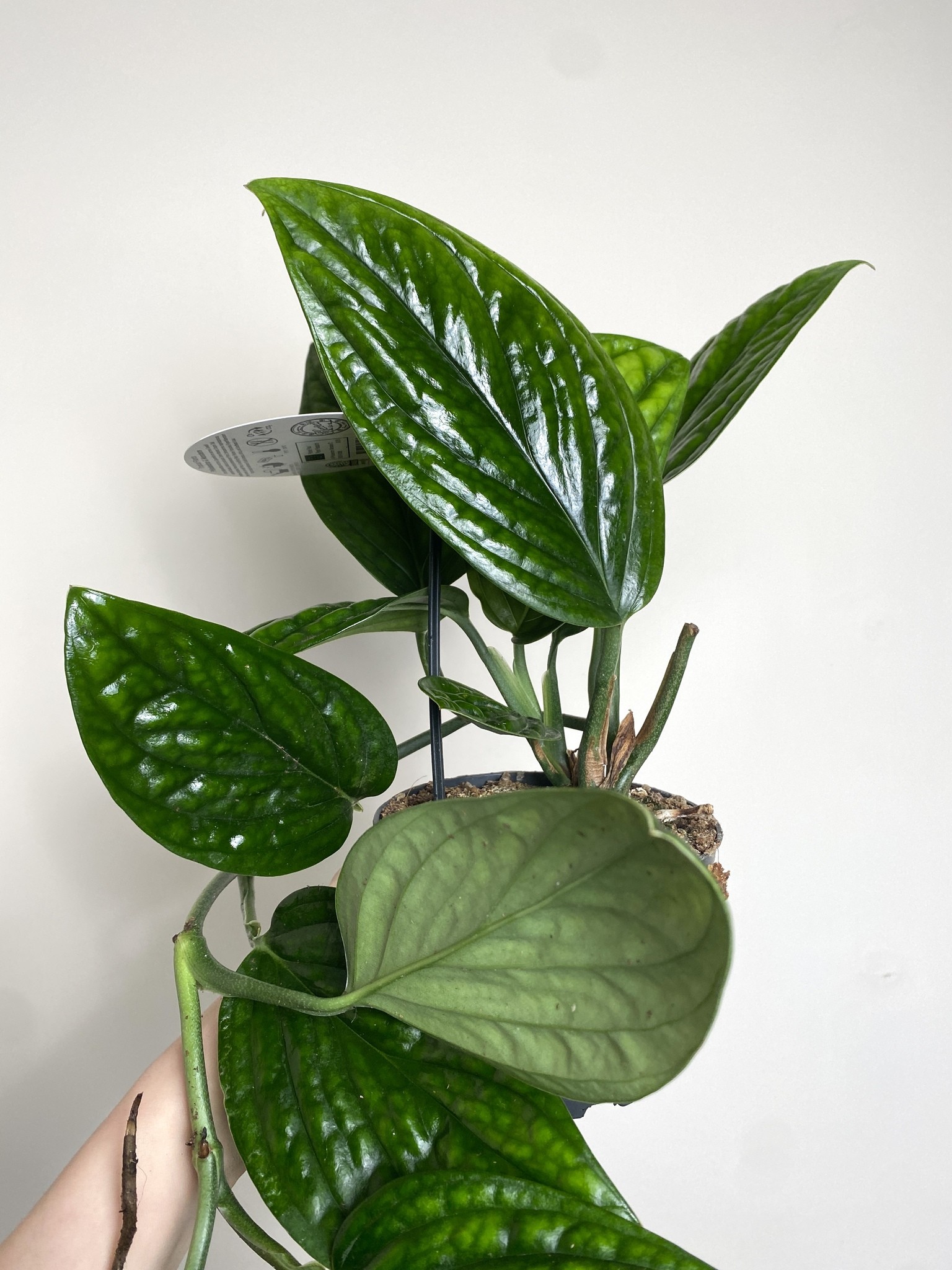 Monstera Sp. Peru