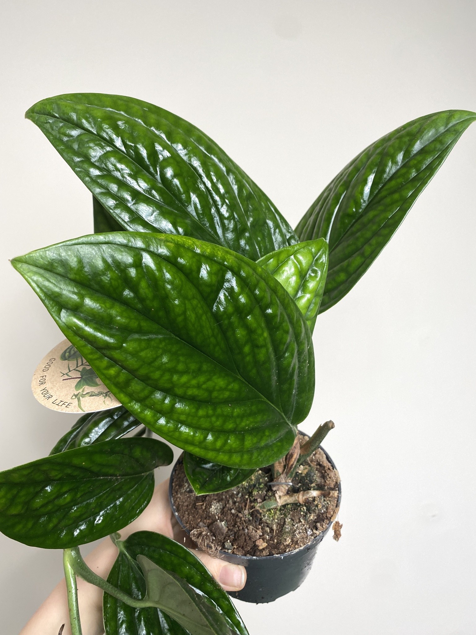 Monstera Sp. Peru