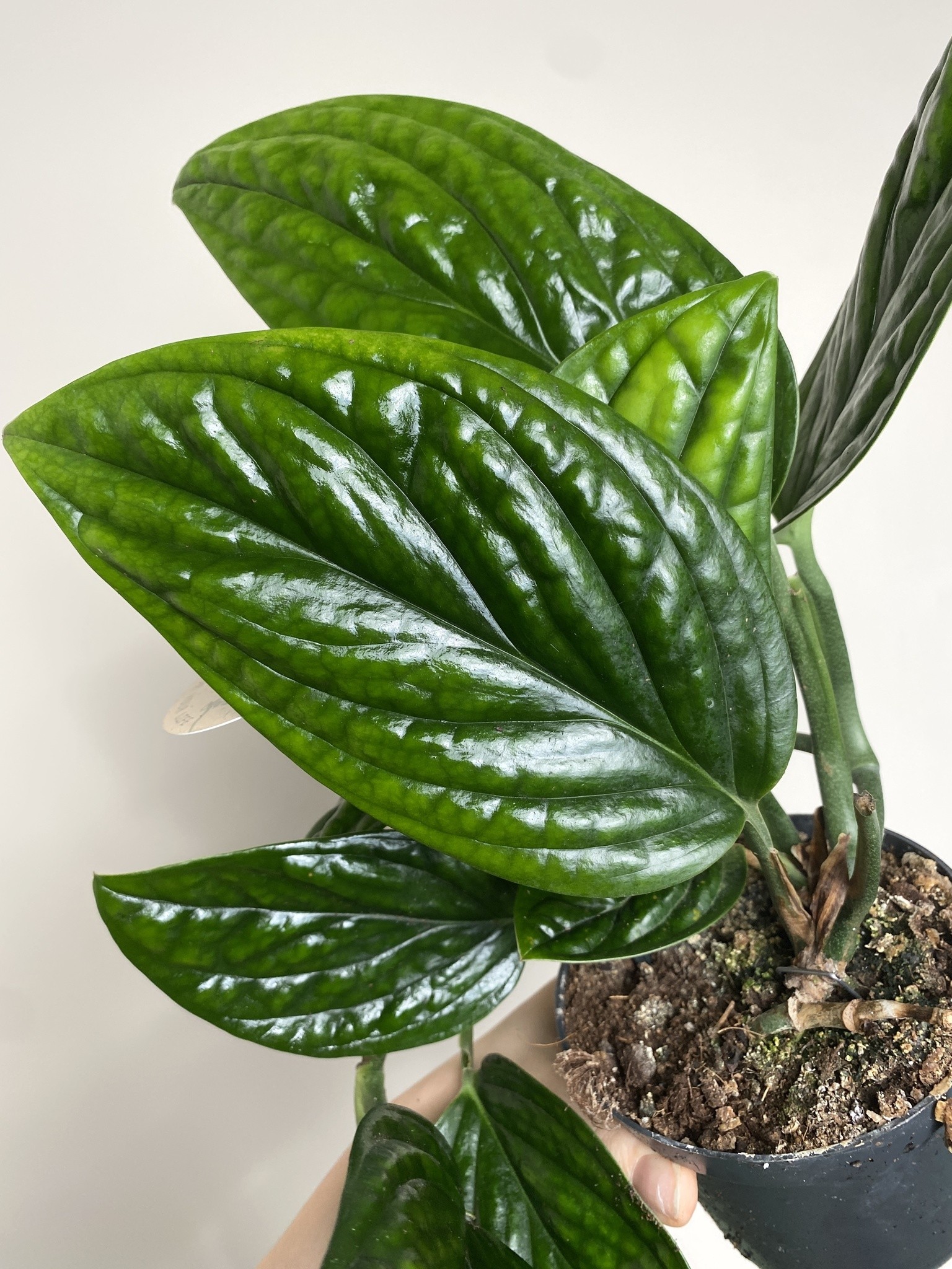 Monstera Sp. Peru
