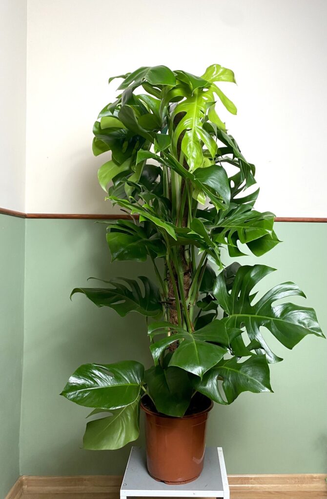Monstera Pertusum