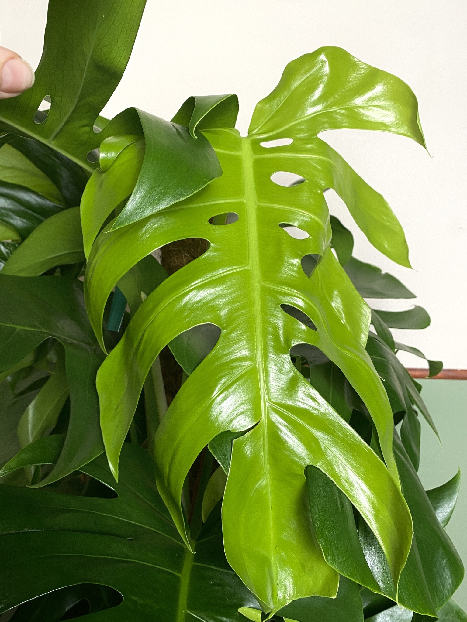 Monstera Pertusum
