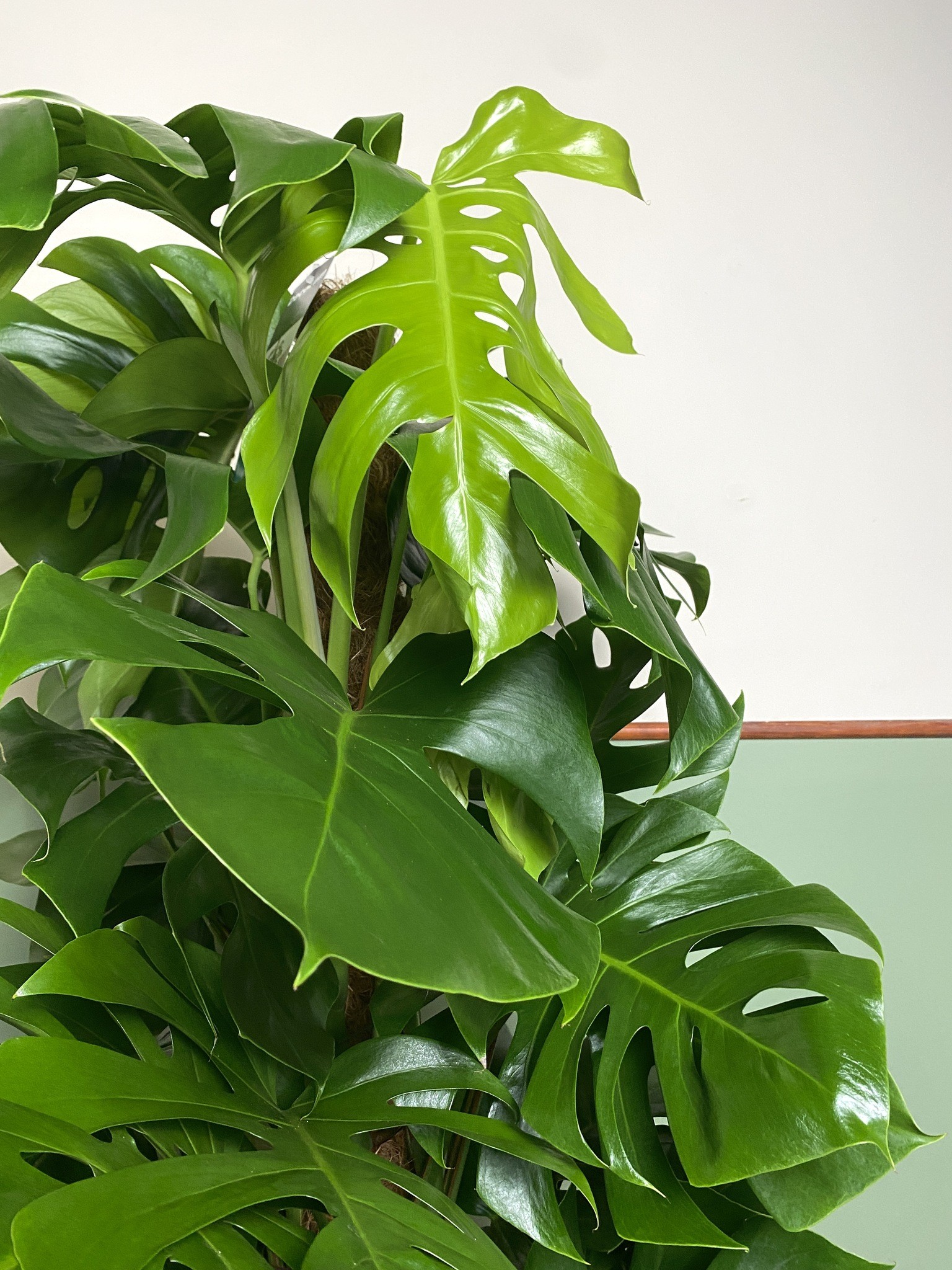 Monstera Pertusum