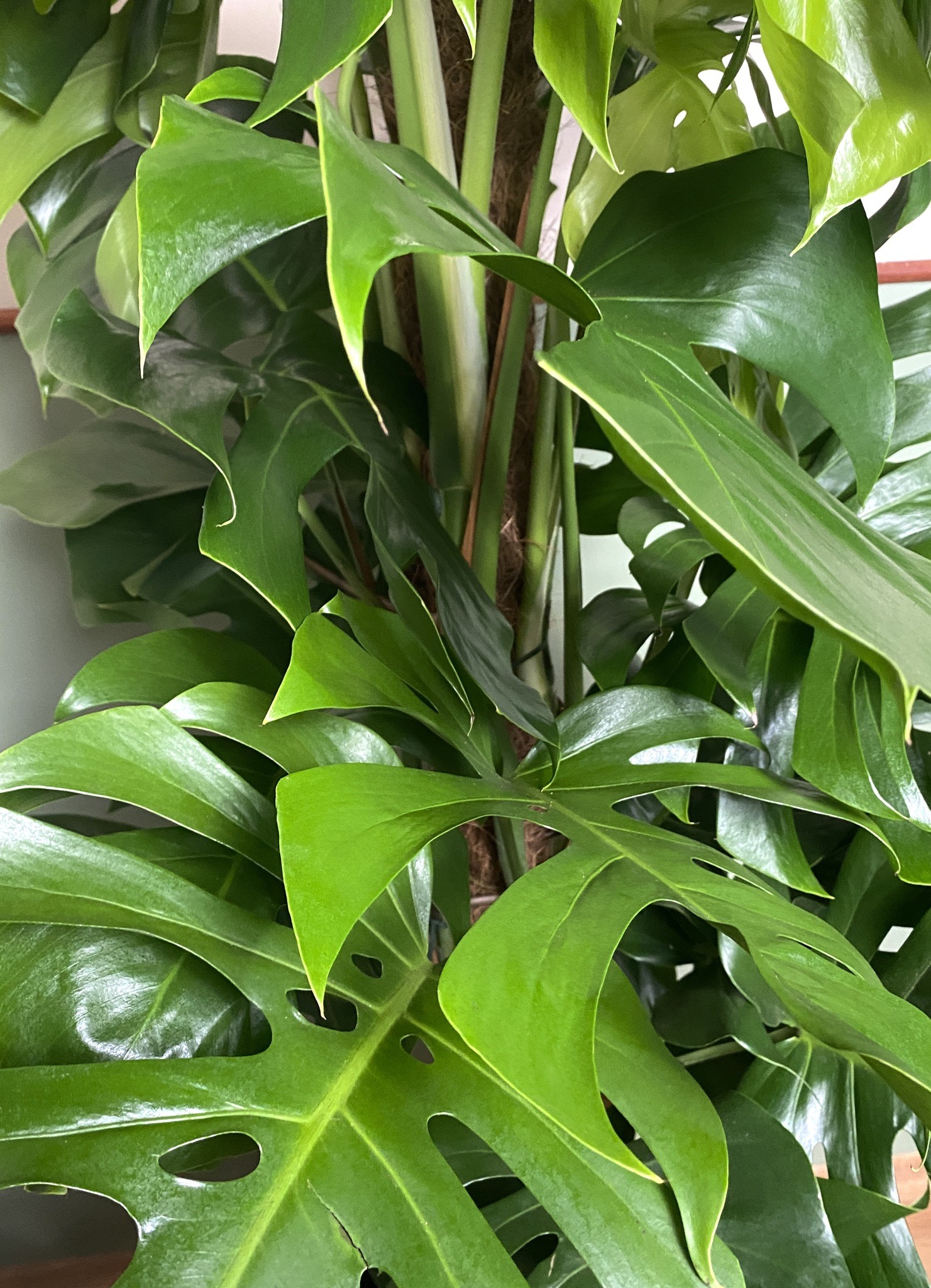Monstera Pertusum