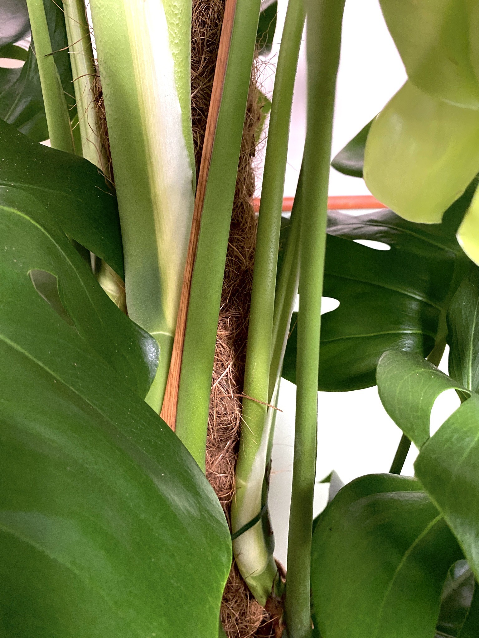 Monstera Pertusum