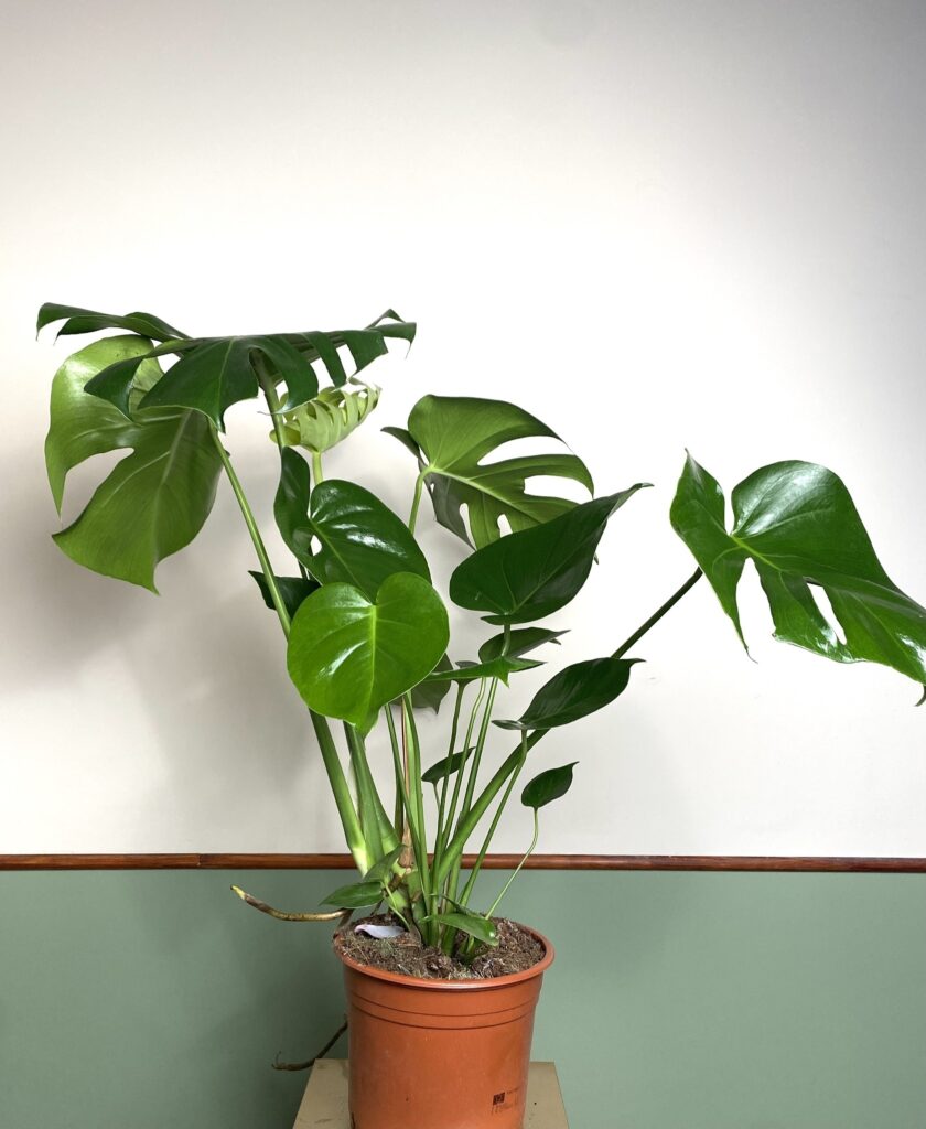 Monstera Deliciosa (duża)