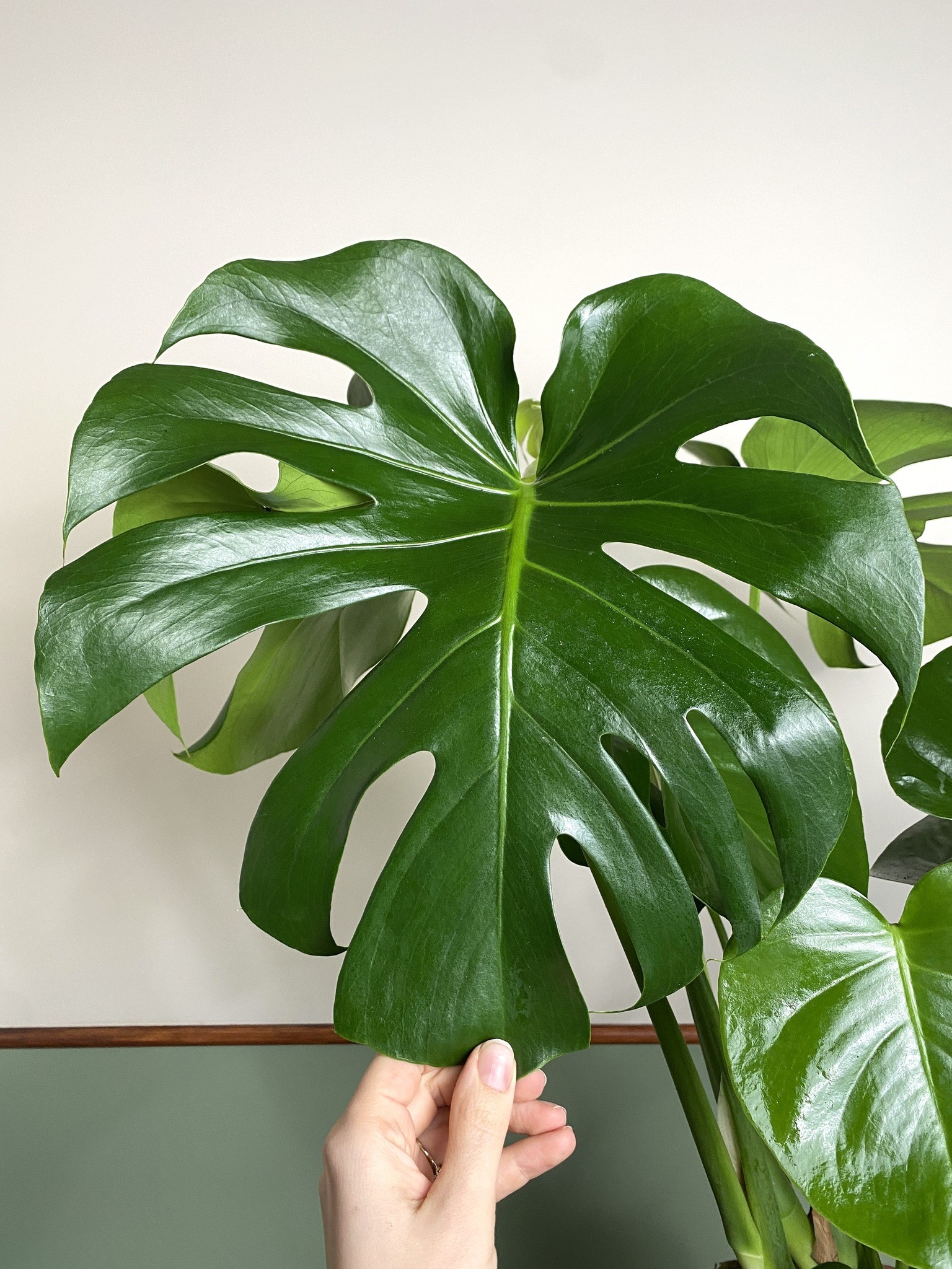 Monstera Deliciosa (duża)