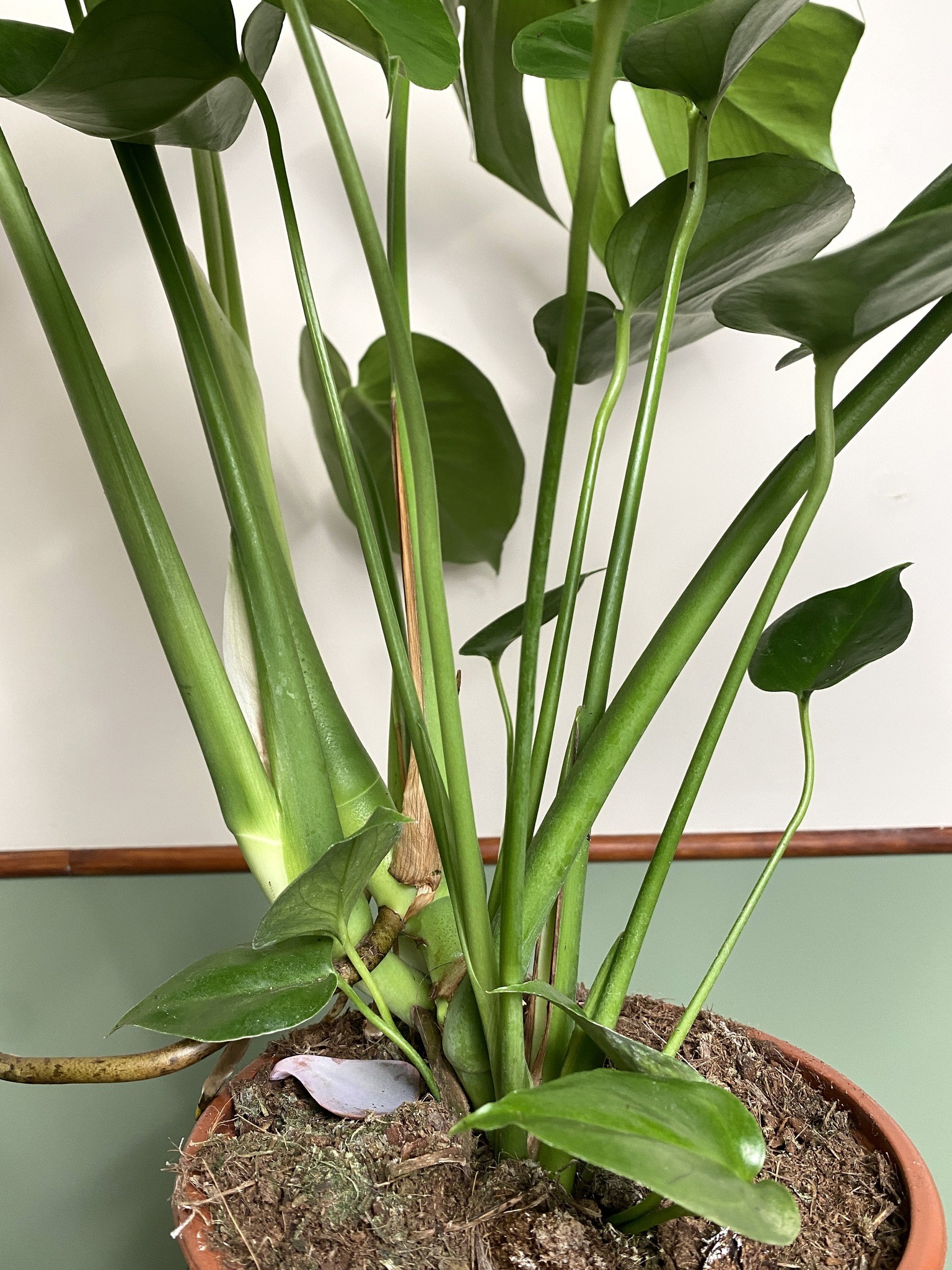 Monstera Deliciosa (duża)