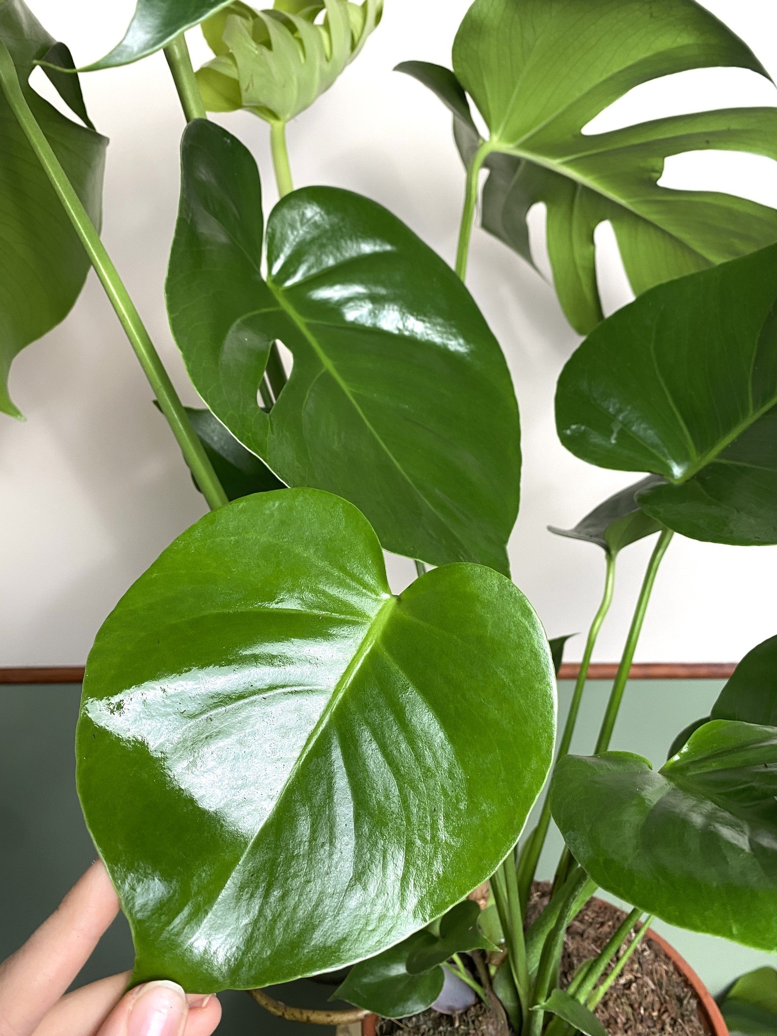Monstera Deliciosa (duża)