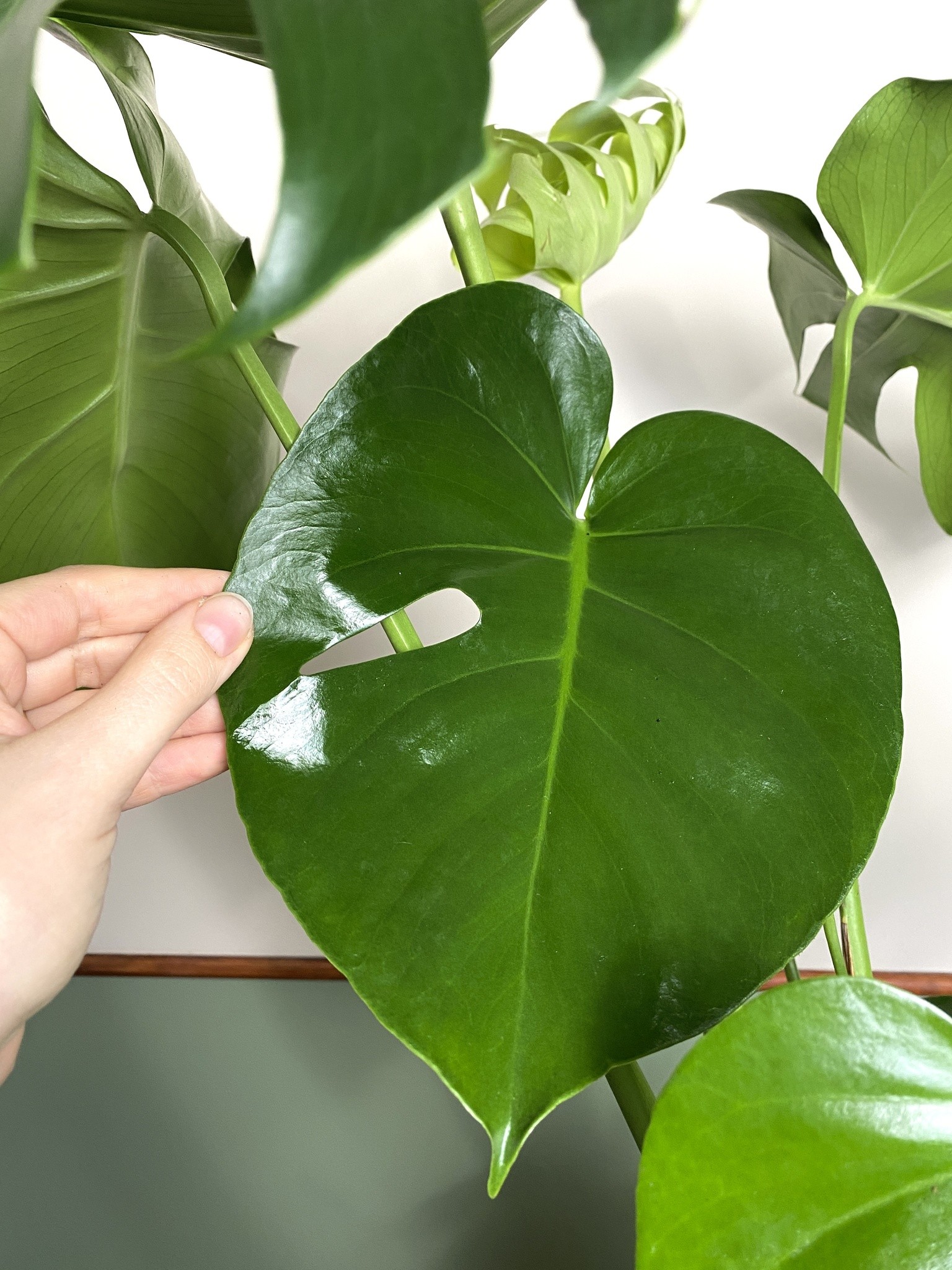 Monstera Deliciosa (duża)