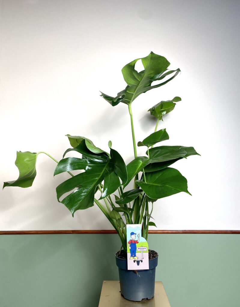 Monstera Deliciosa (średnia)