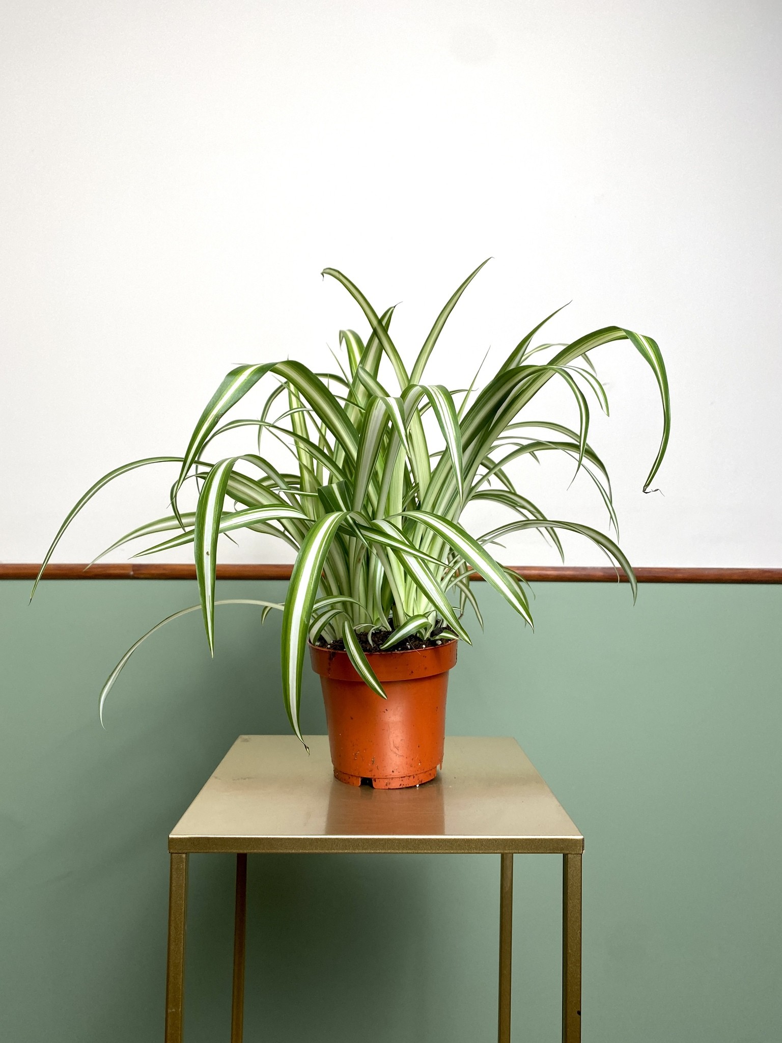 Chlorophytum comosum