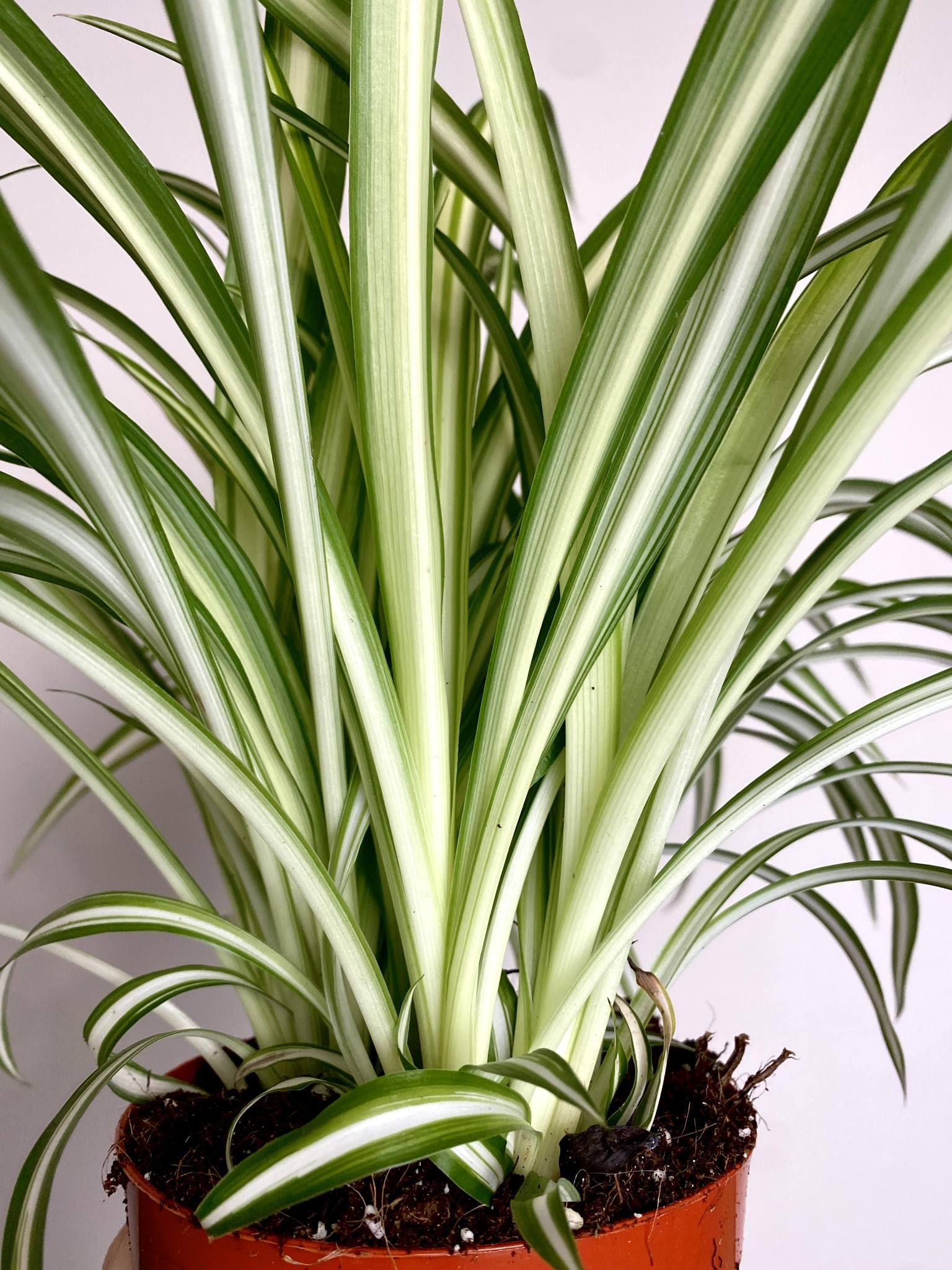 Chlorophytum comosum