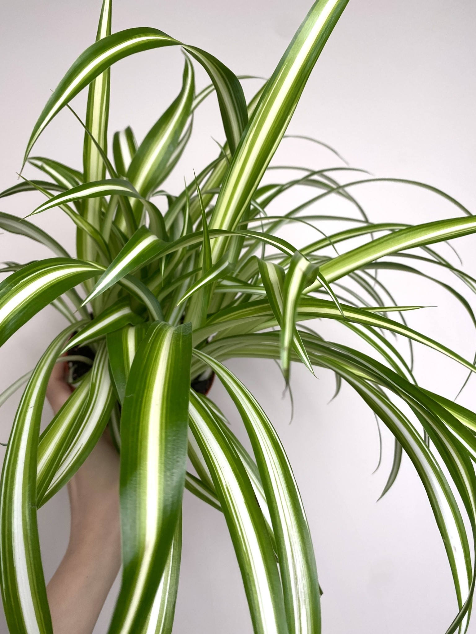 Chlorophytum comosum