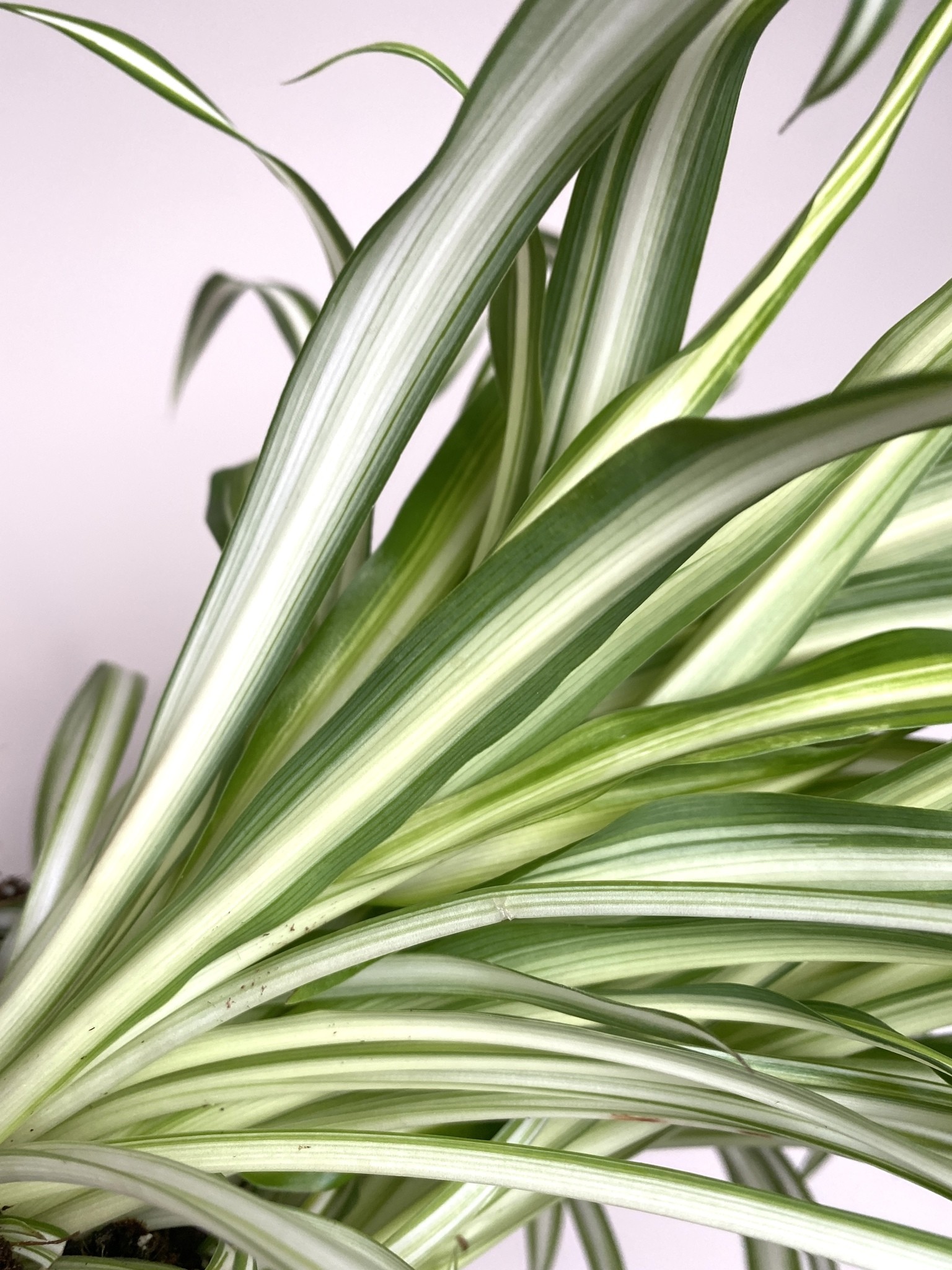 Chlorophytum comosum