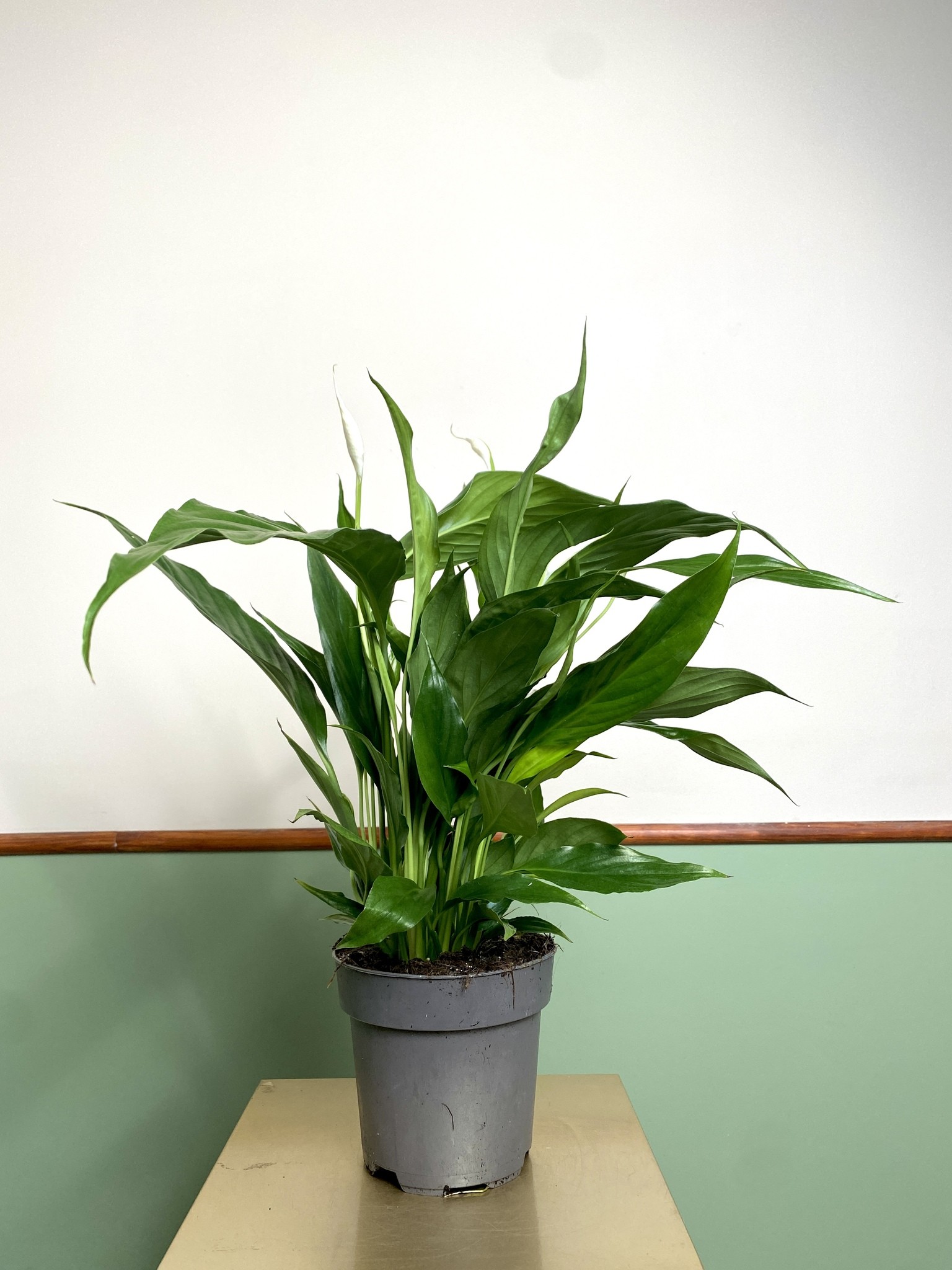 Spathiphyllum Sweet Chico