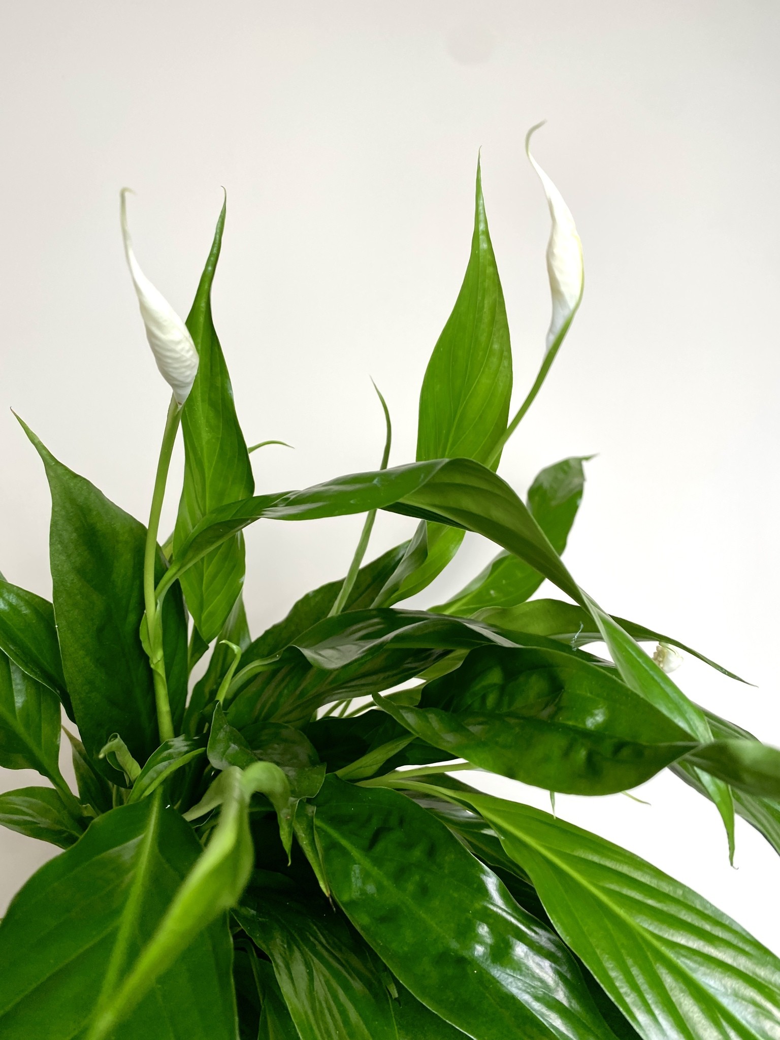 Spathiphyllum Sweet Chico