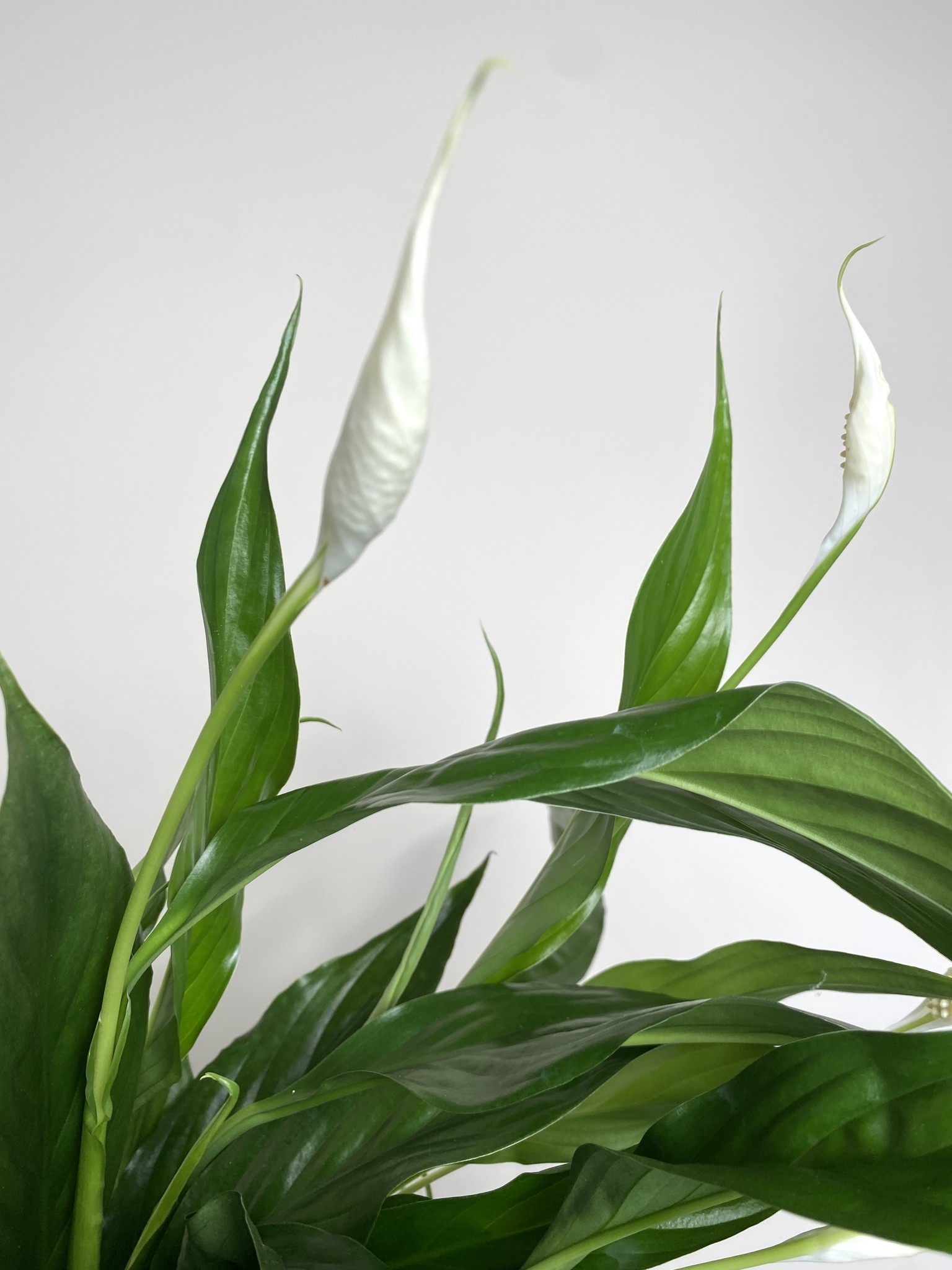 Spathiphyllum Sweet Chico