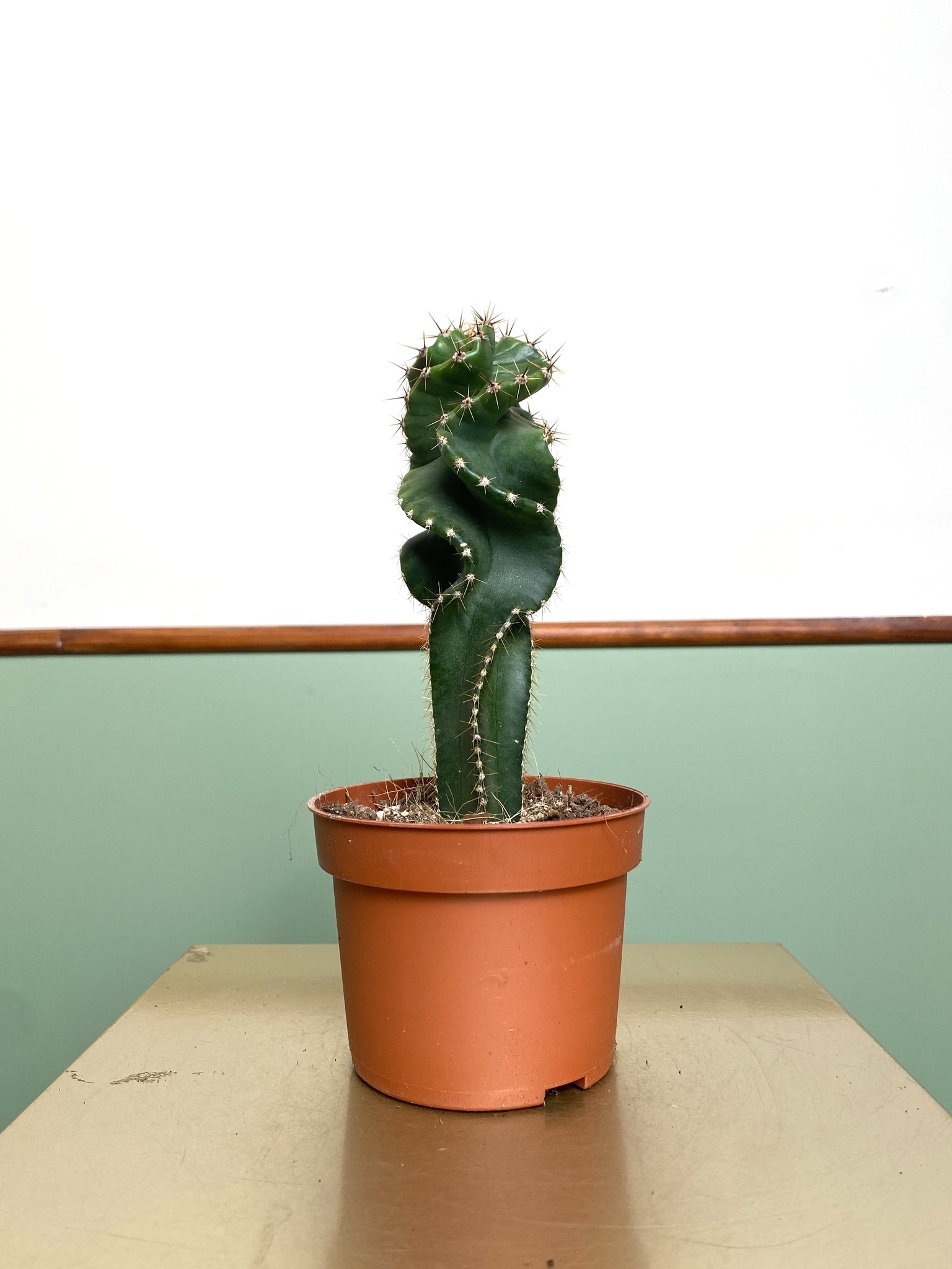 Cereus