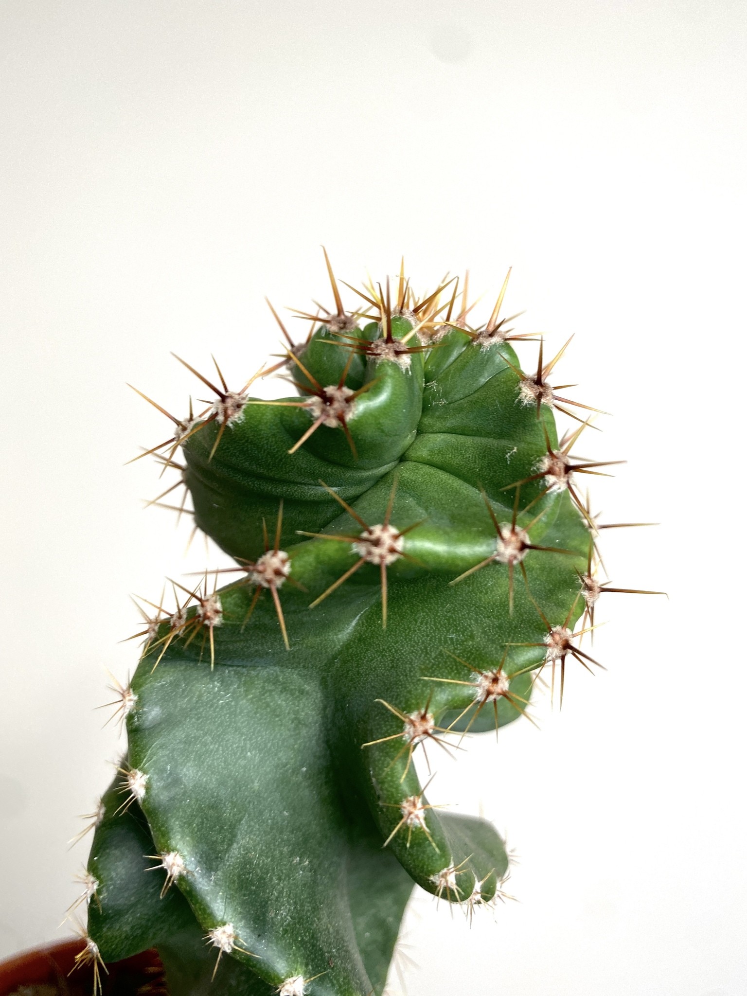 Cereus