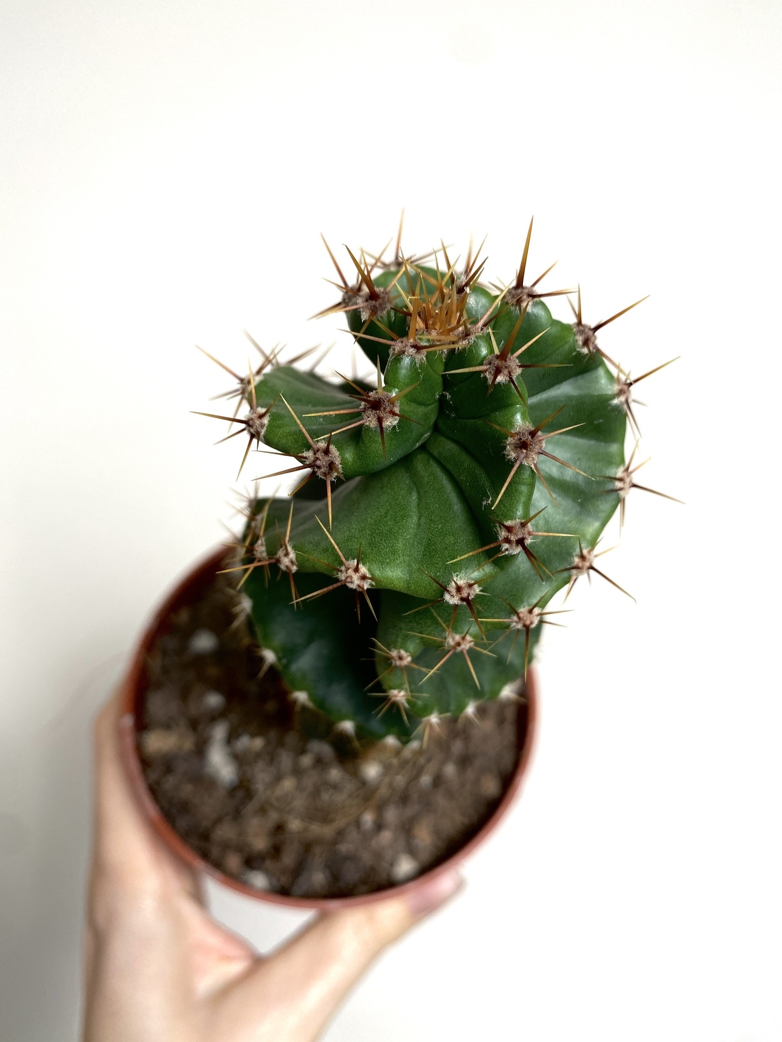 Cereus