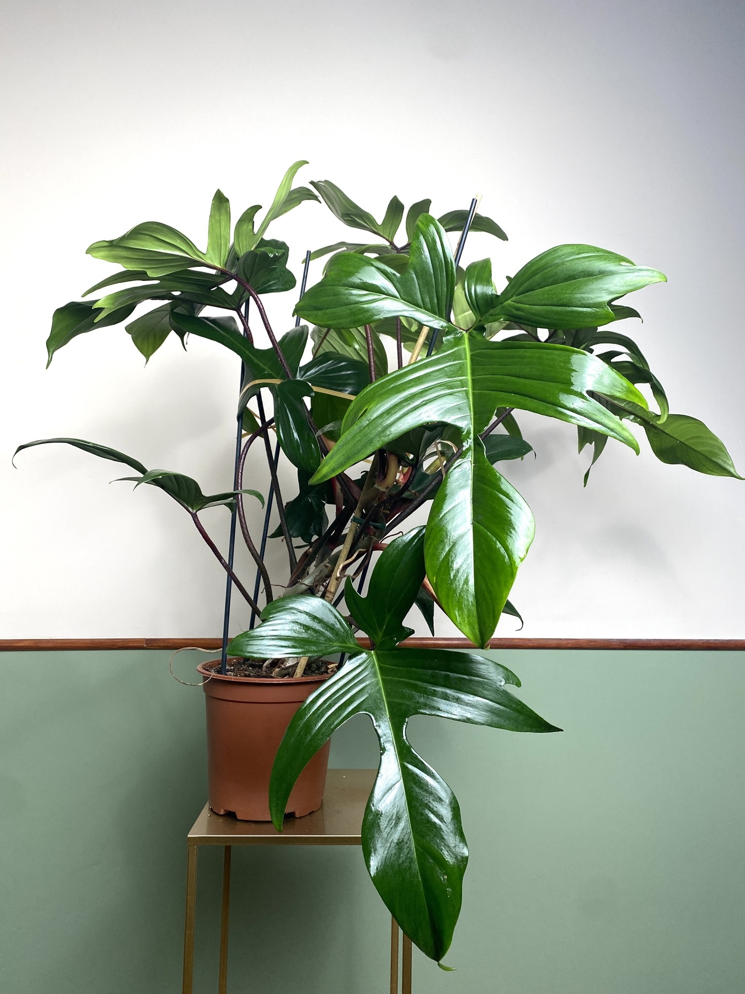 Philodendron Florida Green 80cm