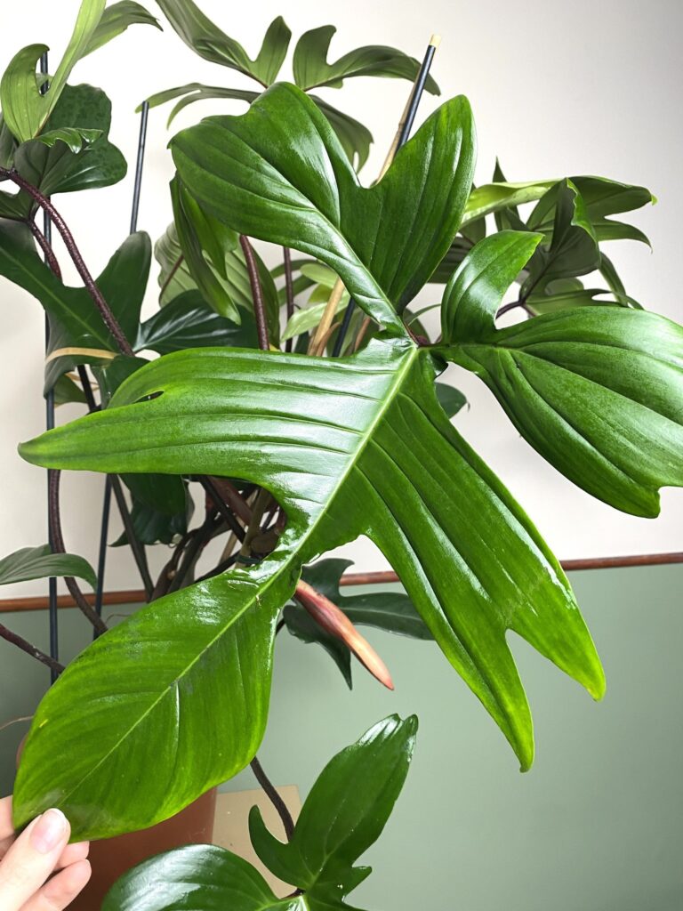 Philodendron Florida Green 80cm