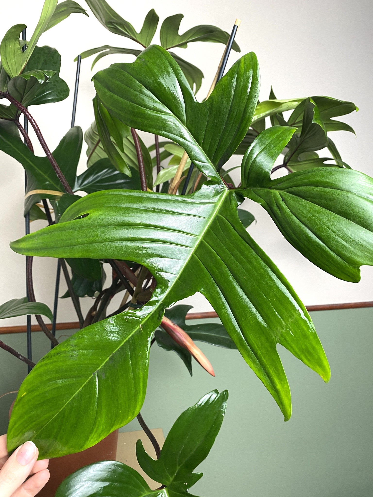 Philodendron Florida Green 80cm