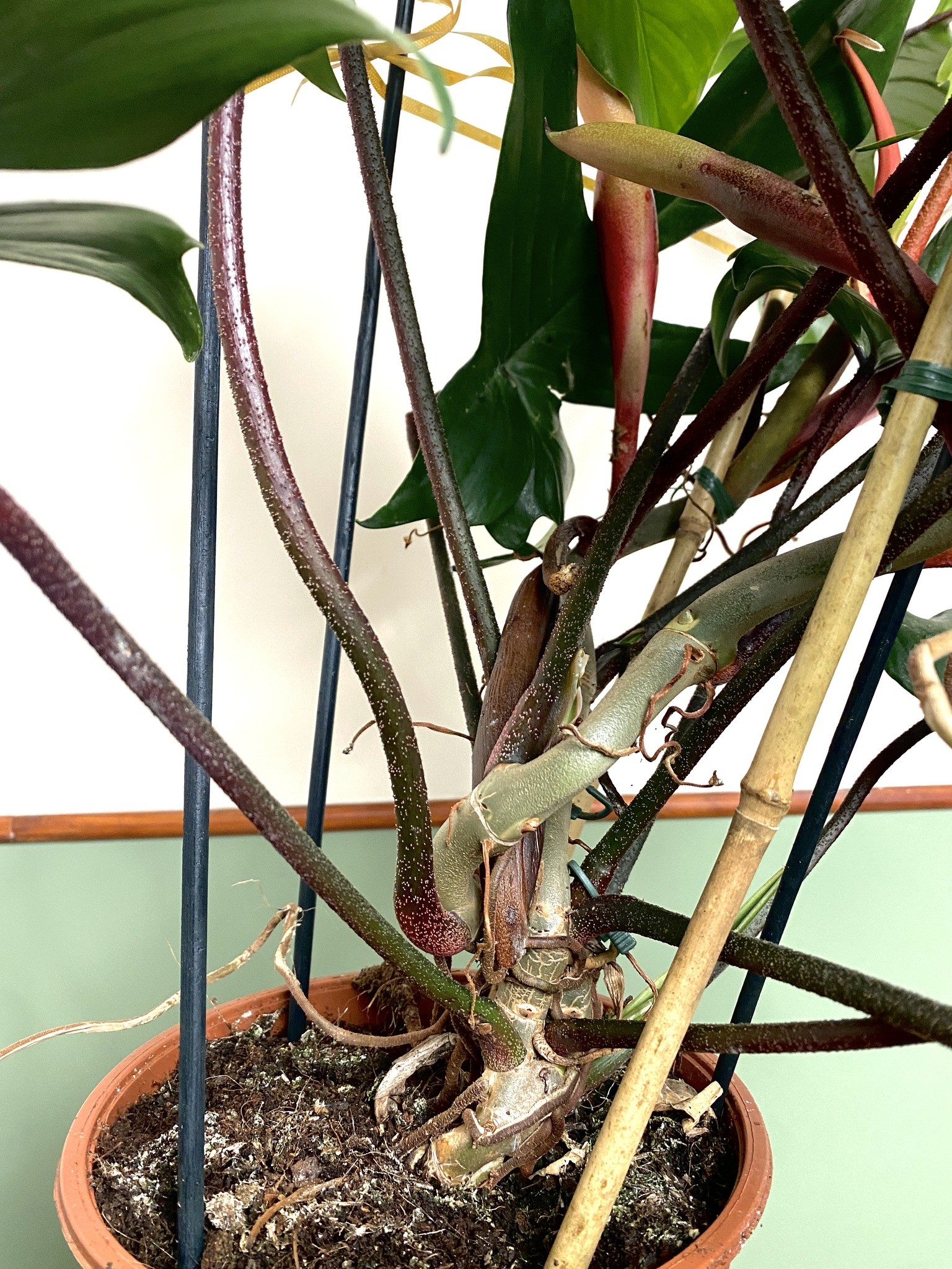 Philodendron Florida Green 80cm