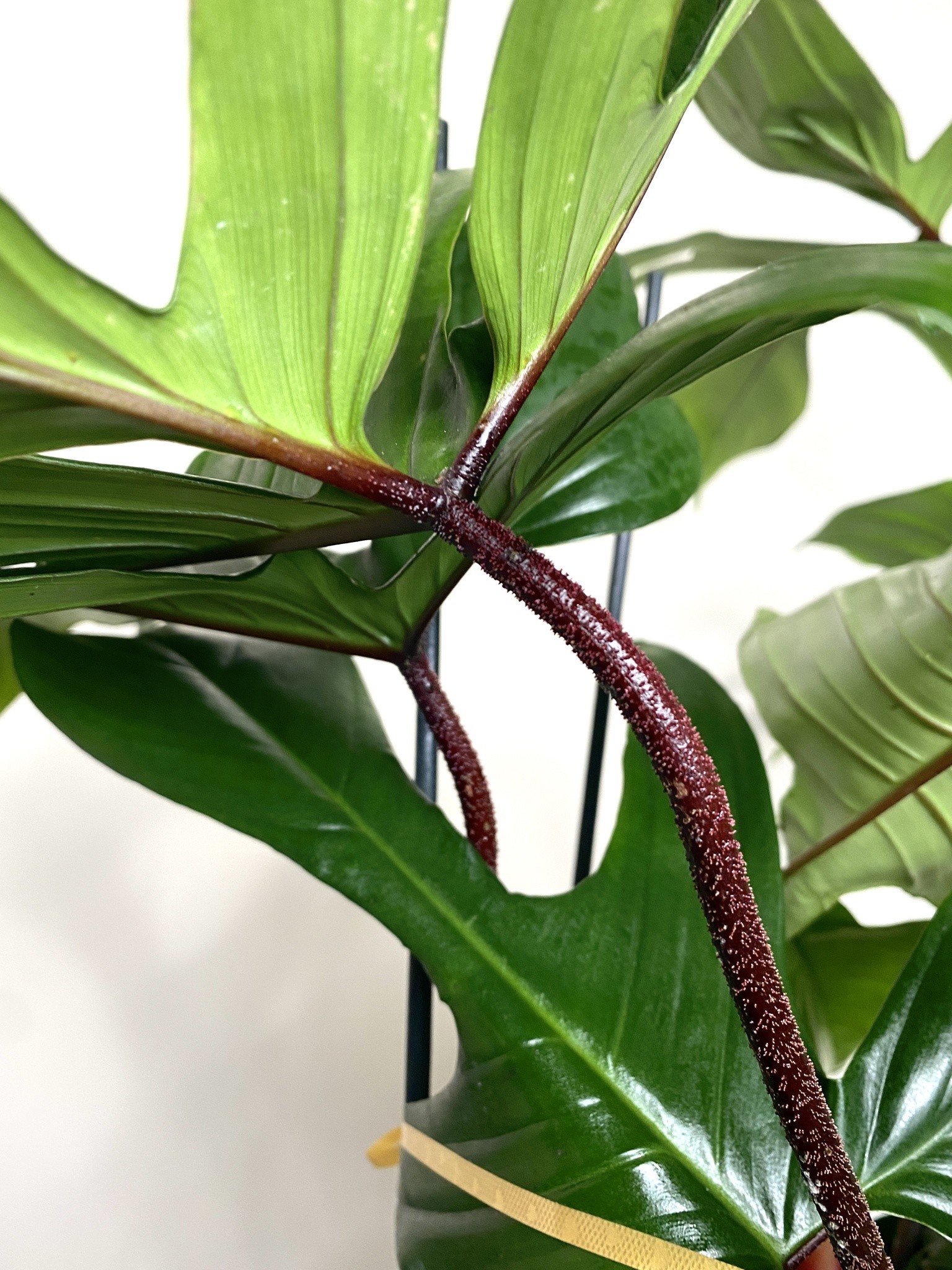 Philodendron Florida Green 80cm