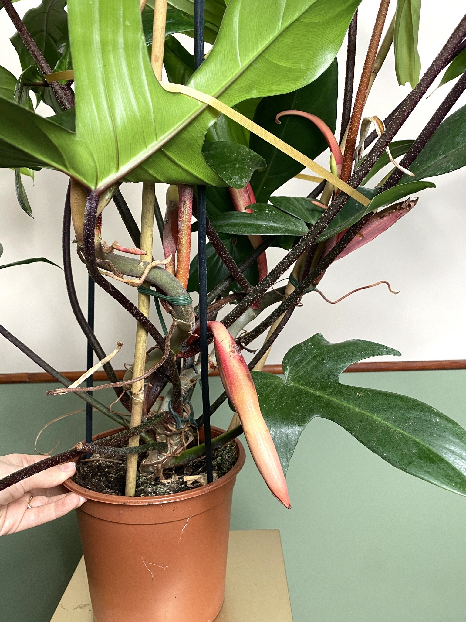 Philodendron Florida Green 80cm