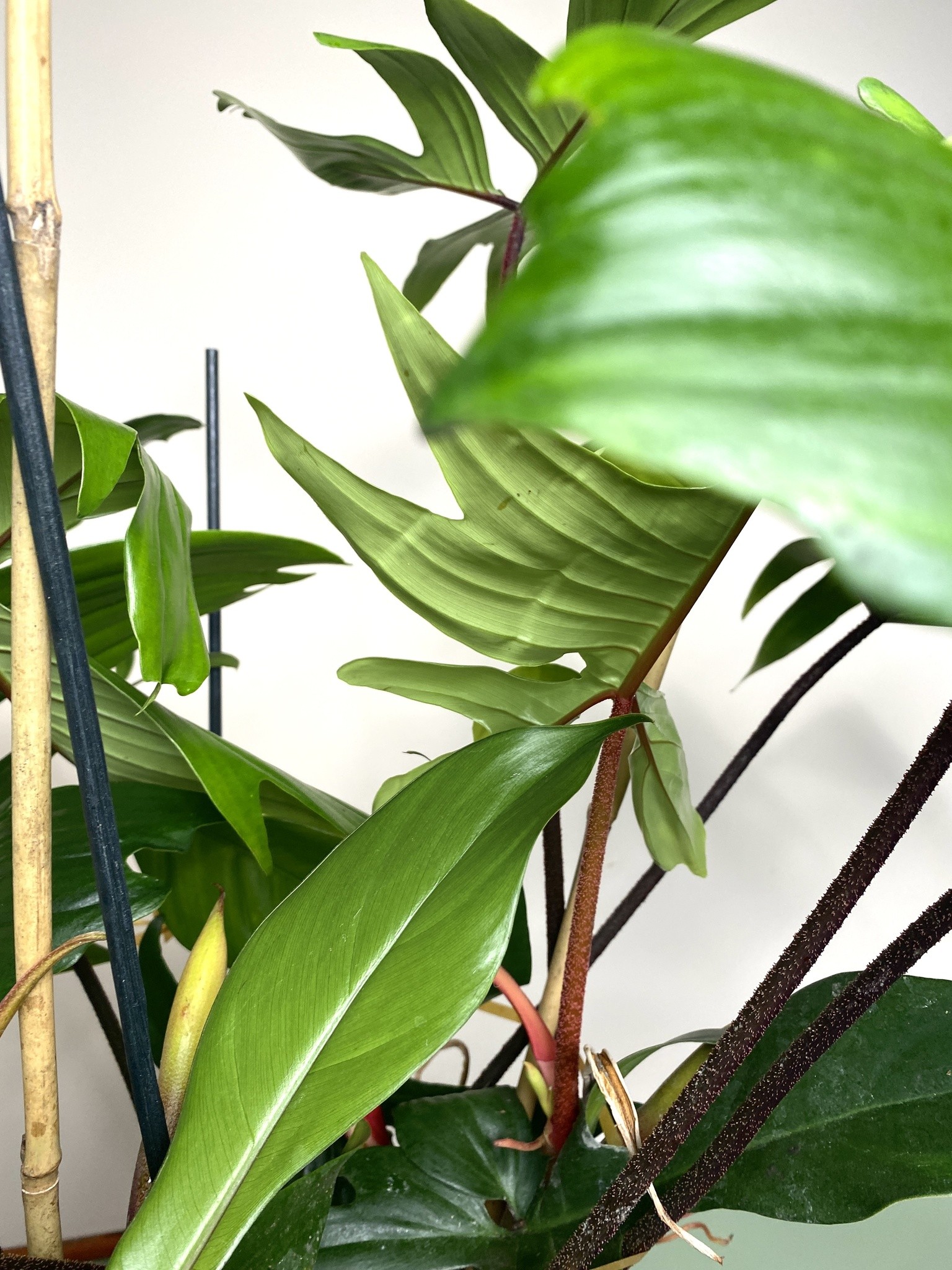 Philodendron Florida Green 80cm