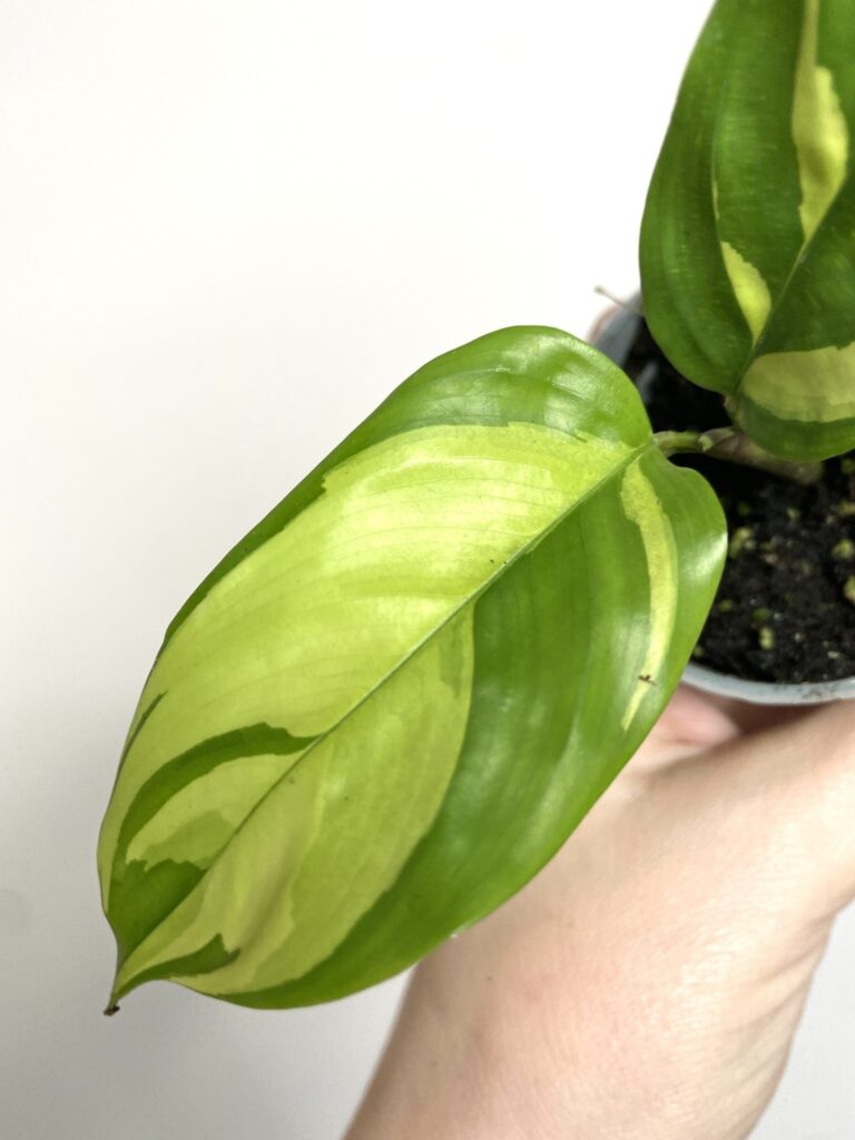 Ctenanthe Golden Mosaic