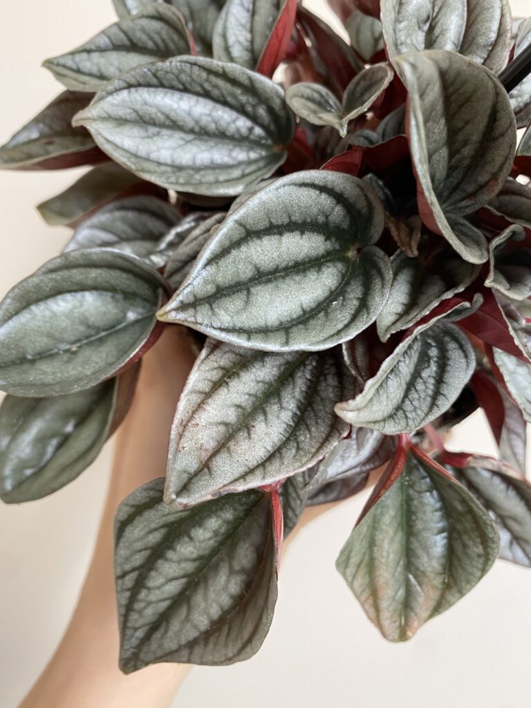 Peperomia Caperata Mendoza (mniejsza)