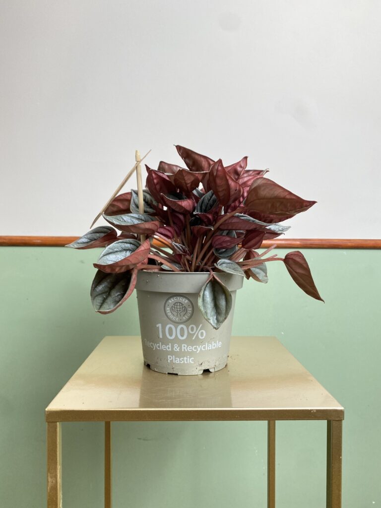 Peperomia Caperata Mendoza (większa)