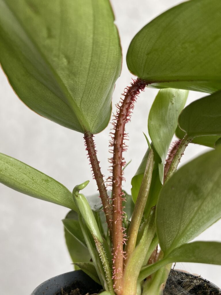 Philodendron squaniferum (mniejszy)